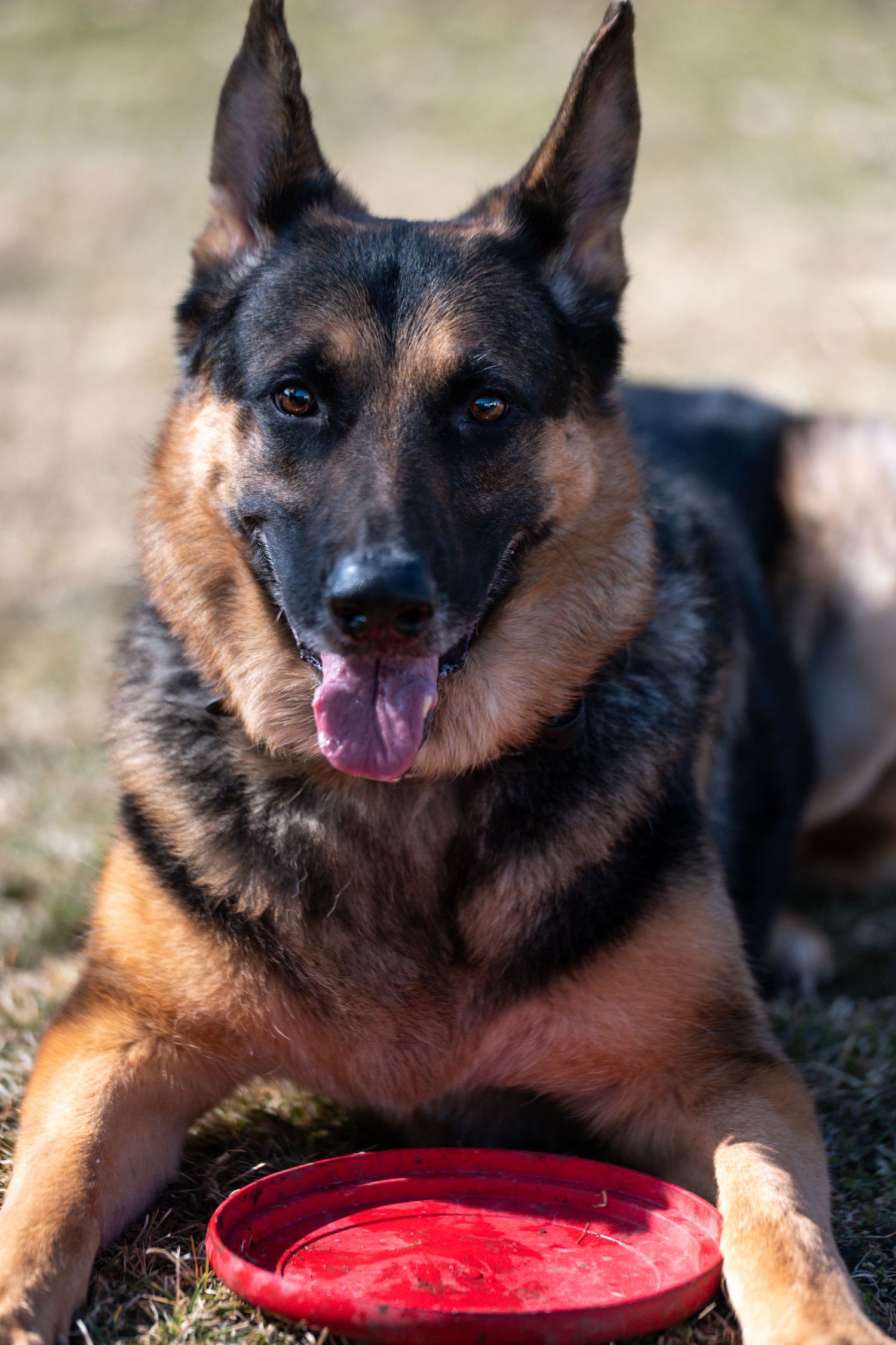 German Shepherd dog rests near a red water bowl in sunny outdoor setting.