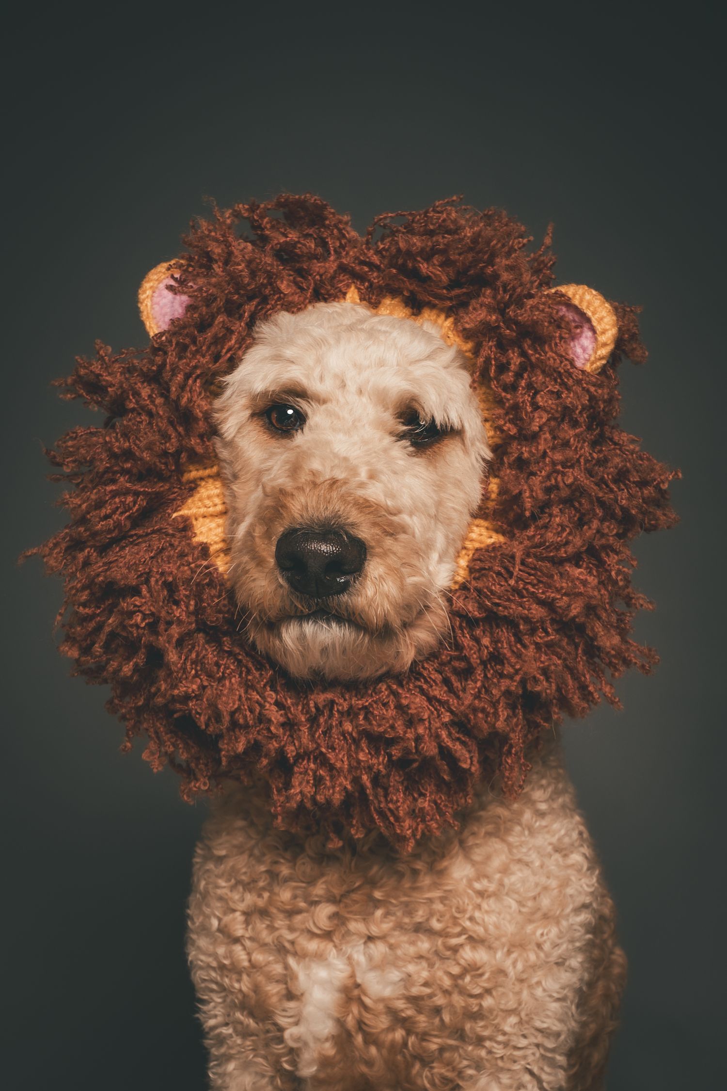 A fluffy dog wearing a knitted lion mane costume poses for a studio portrait against a dark gray background.