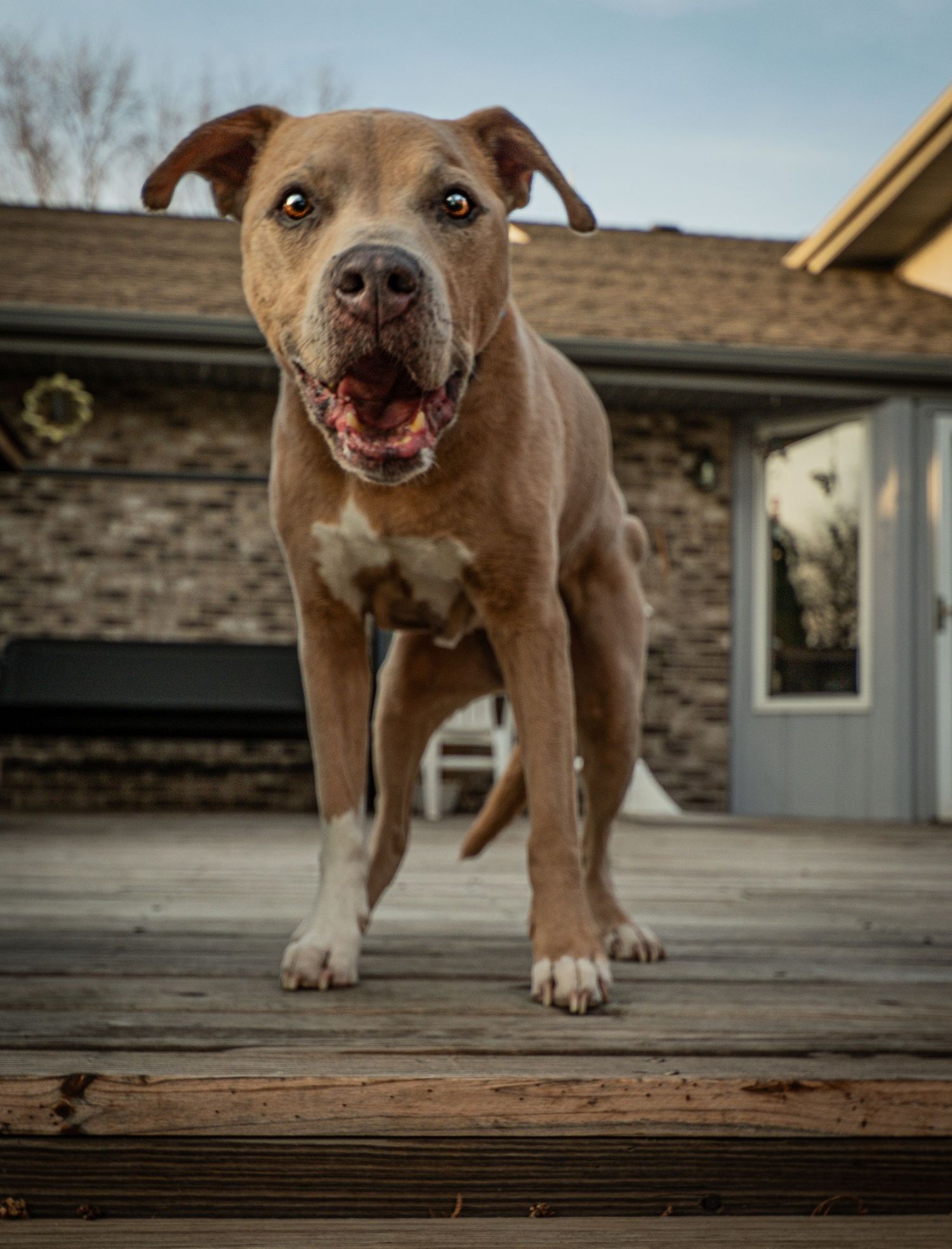 Happy brown pit bull type dog standing on wooden deck with brick house in background.