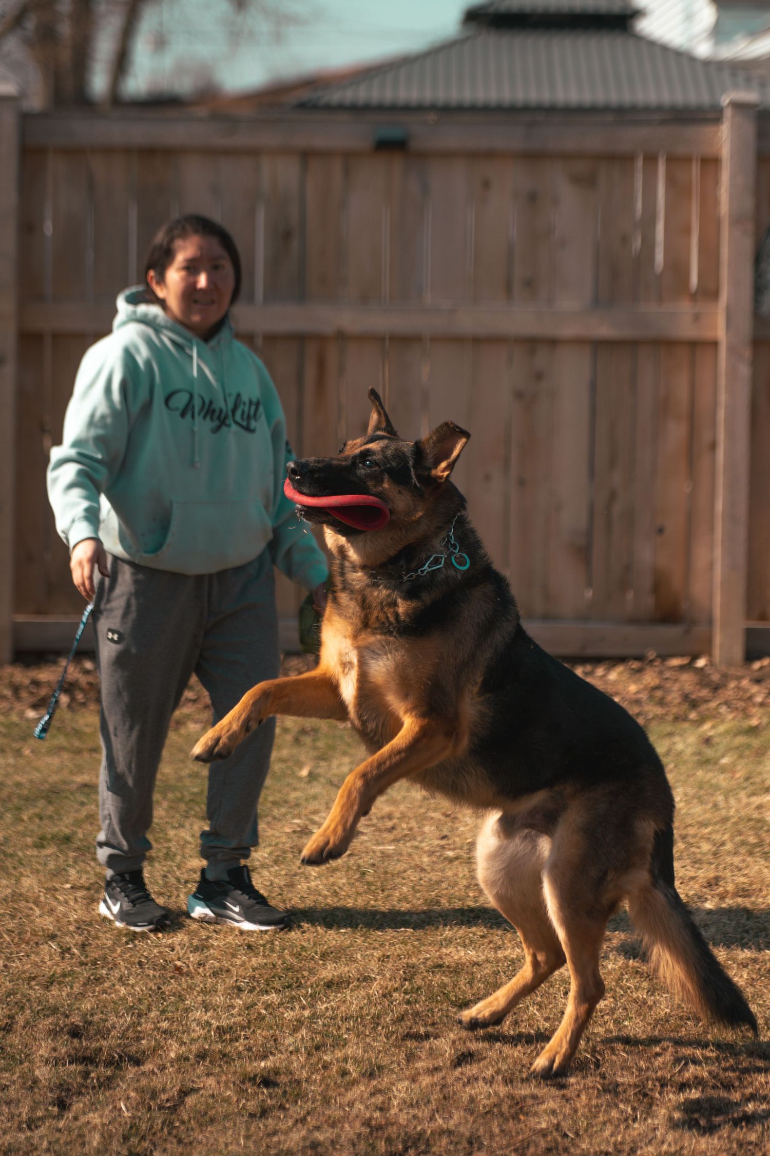 German Shepherd dog plays fetch in a backyard with someone holding a ball.