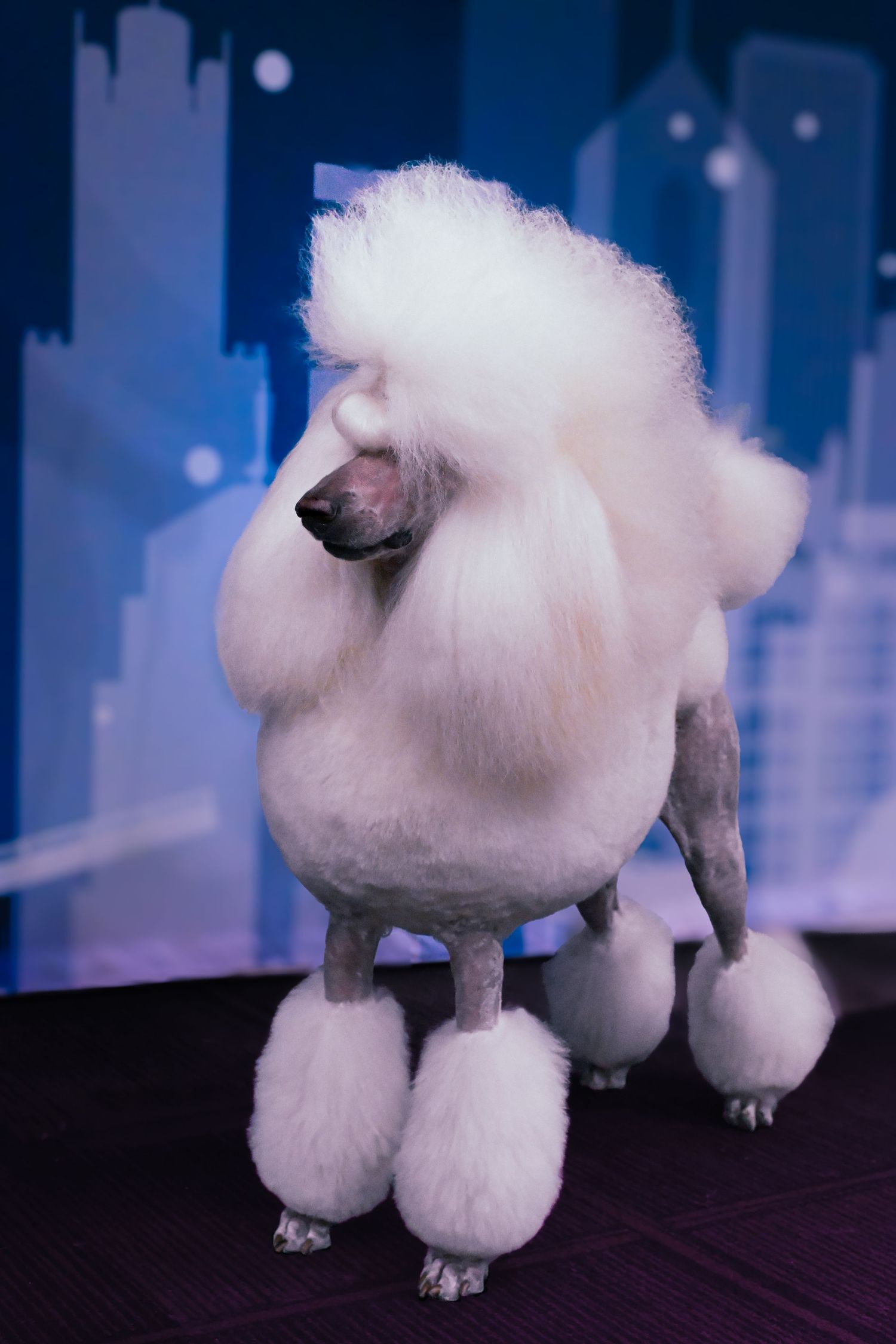 A white standard poodle with a traditional show cut stands elegantly against a dark background.