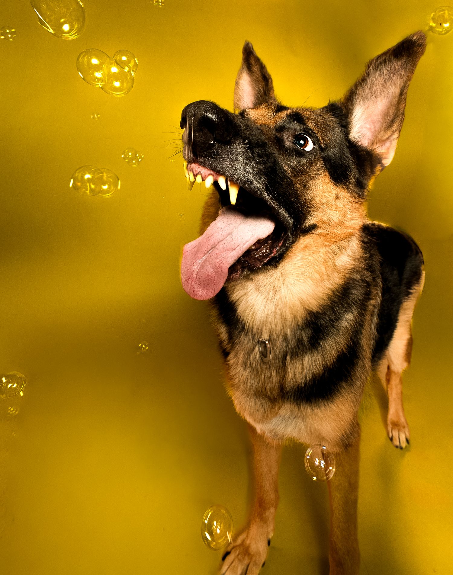 Playful German Shepherd catching bubbles against golden background with mouth open and tongue out.