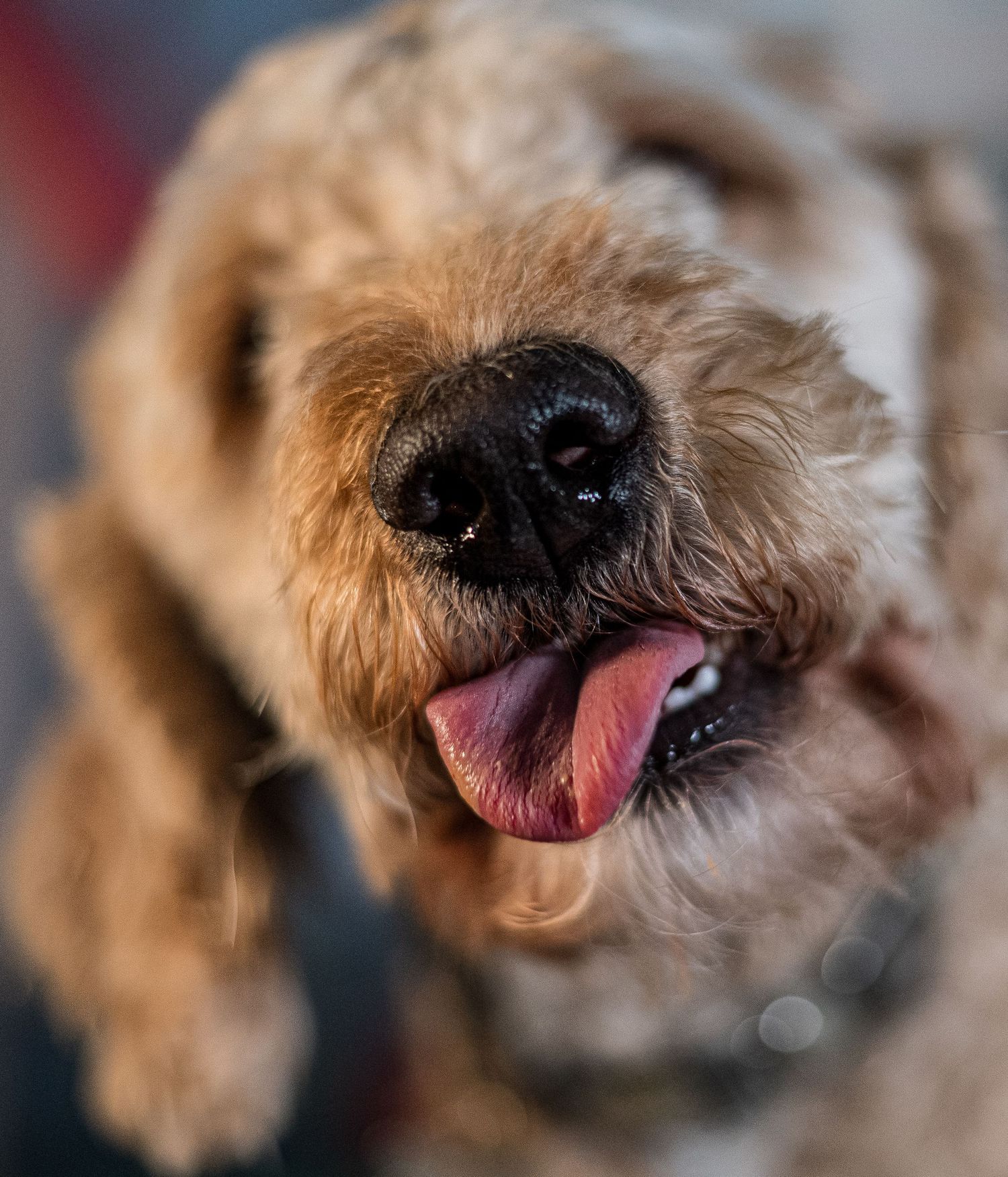 Close-up sequence of a fluffy brown dog's face showing playful expressions and tongue sticking out.