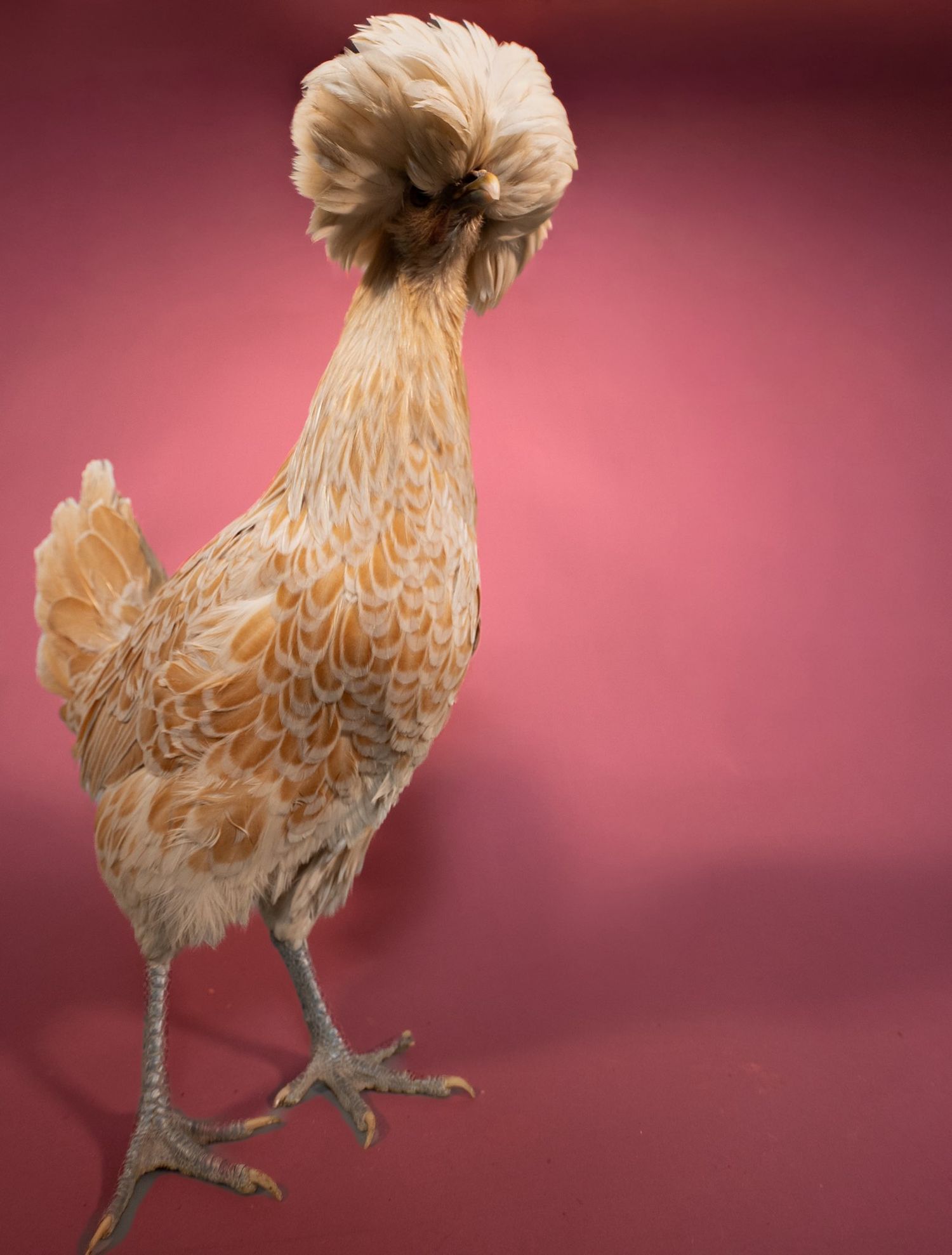 Polish chicken with fluffy cream-colored feathers and distinctive plumage standing against a burgundy background.