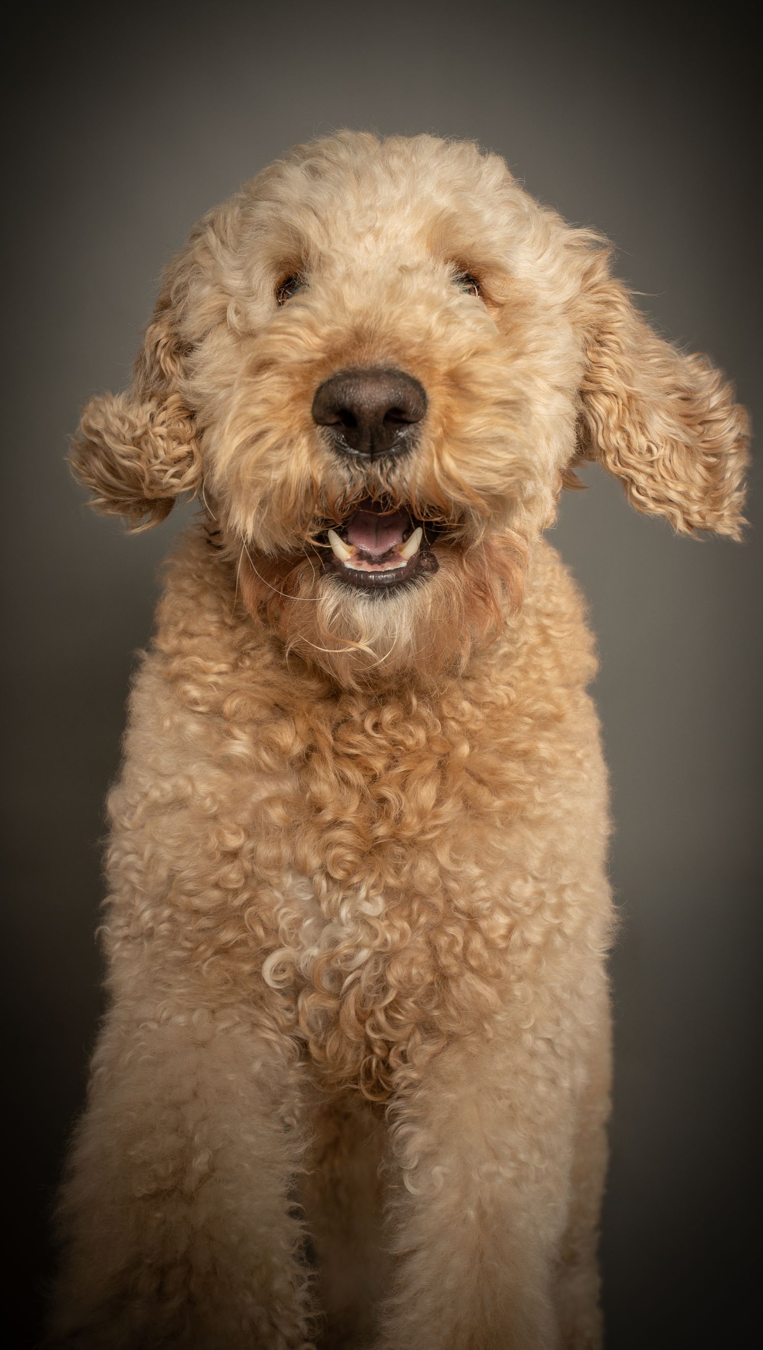 Curly-haired goldendoodle dog showing different playful expressions in a series of close-up portrait shots.