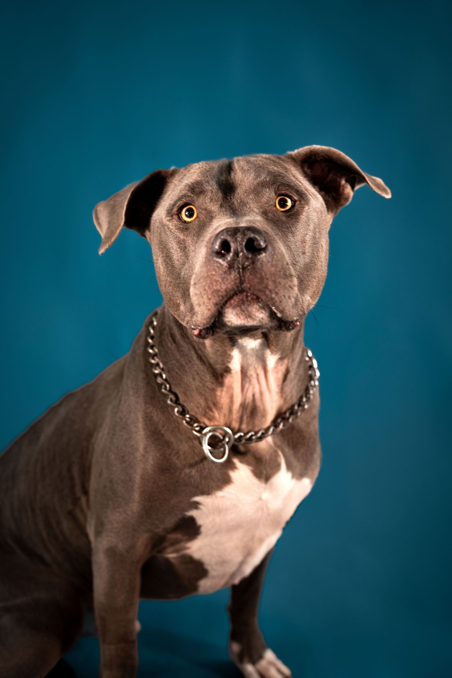 A series of close-up portraits of a brown pit bull wearing a chain collar against a blue background.