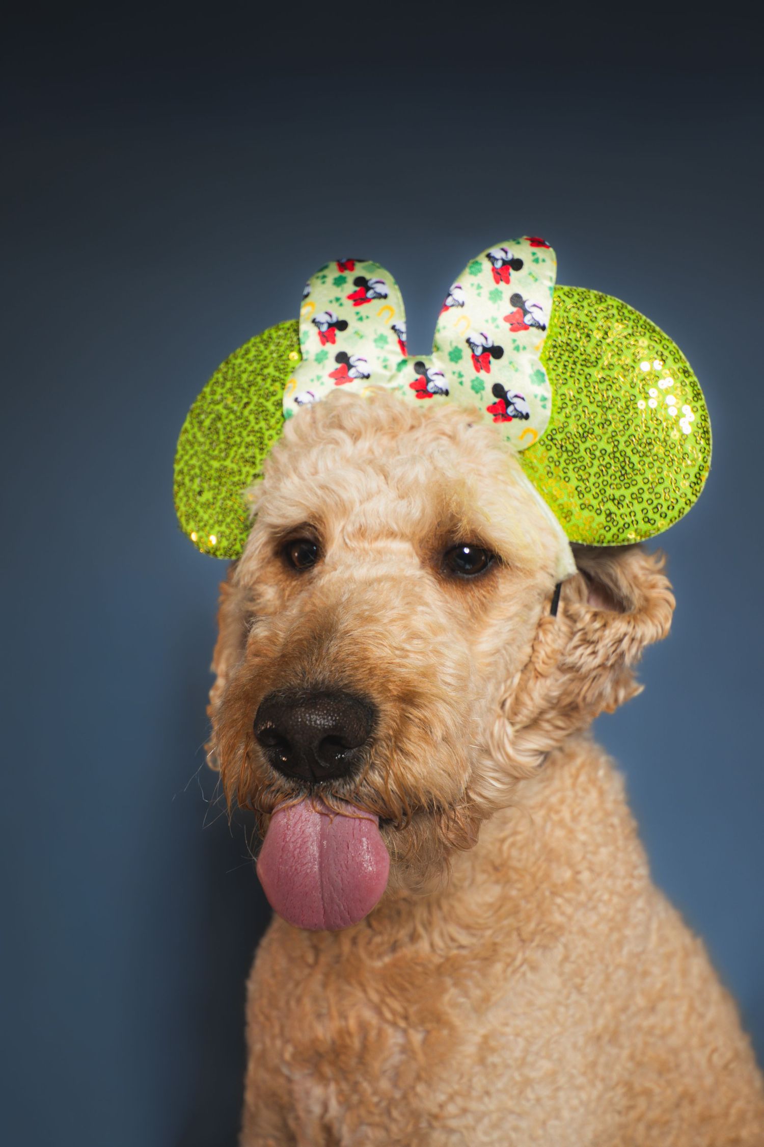 Goldendoodle dog wearing green glittery Minnie Mouse ears with tongue out against blue background.