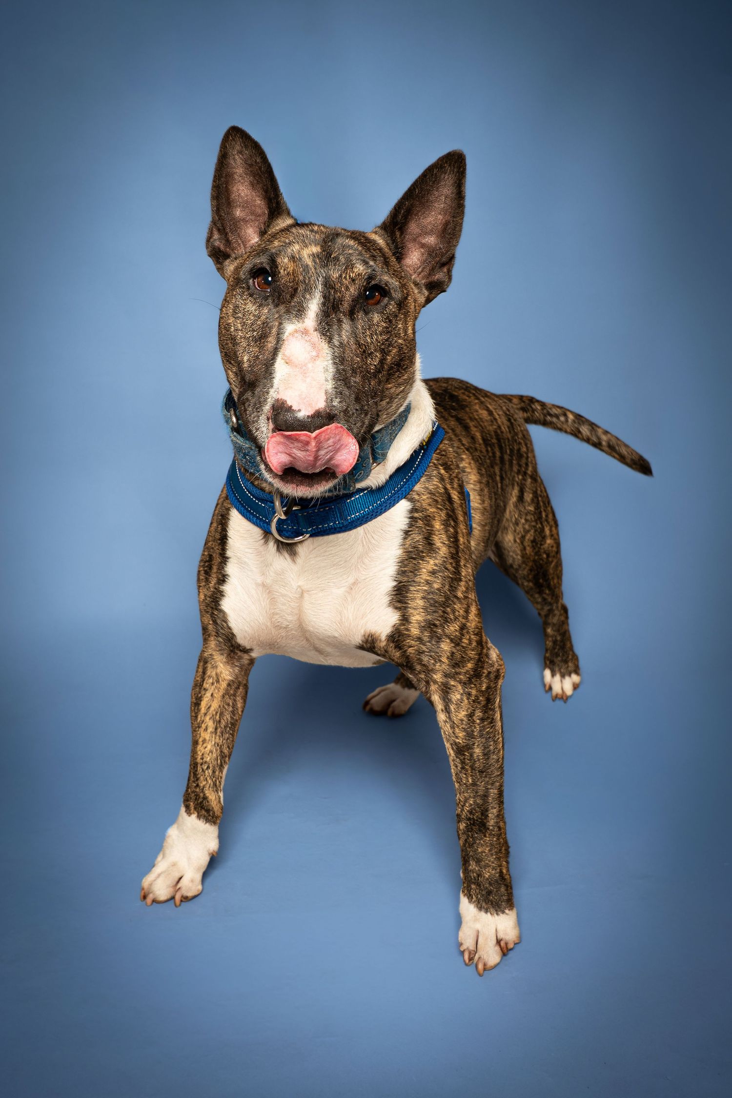 Brindle Bull Terrier dog with blue collar licking lips, posed against a blue studio background.