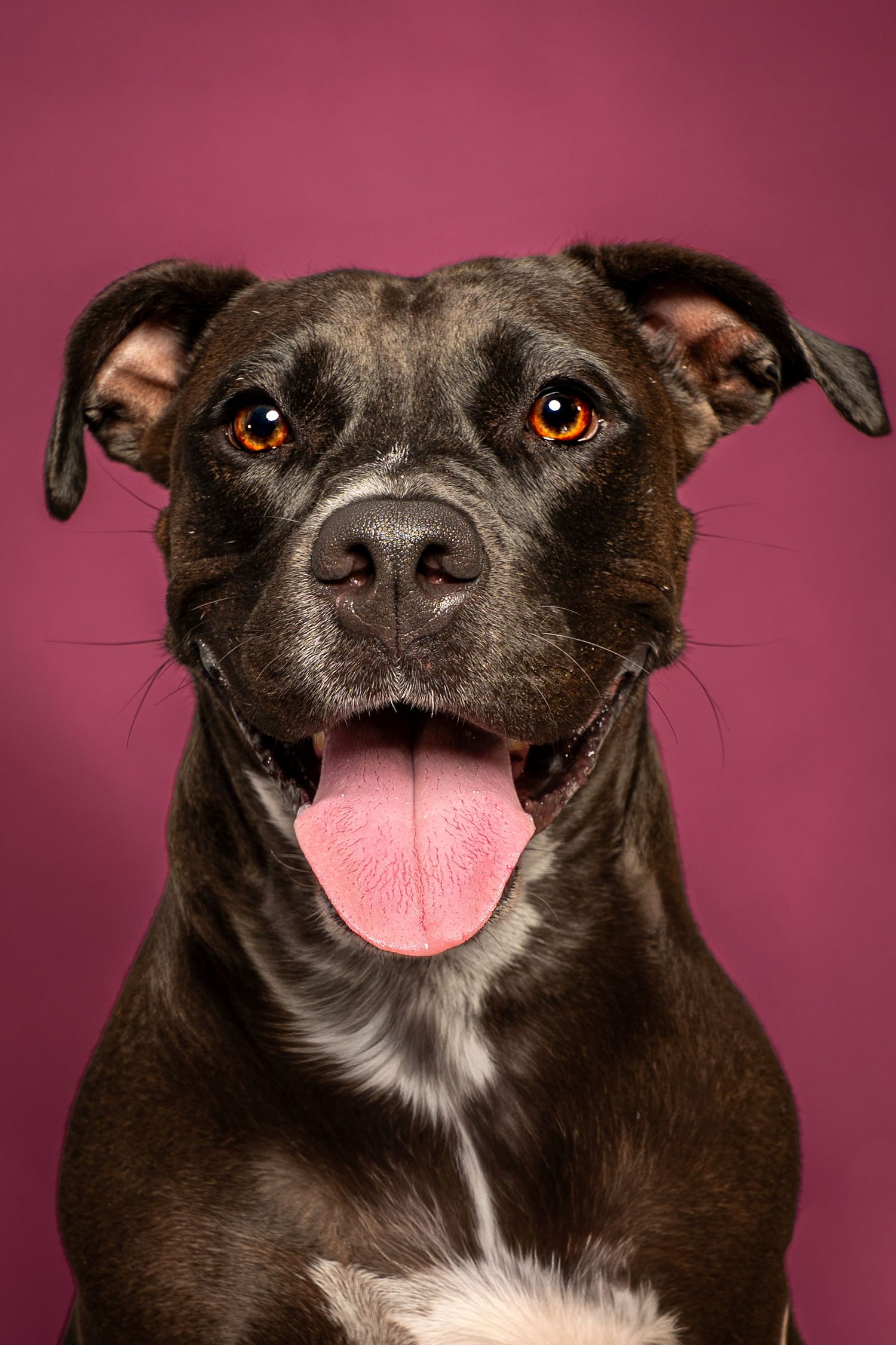 Happy brindle pit bull dog with tongue out posing against a vibrant pink background in a studio portrait.