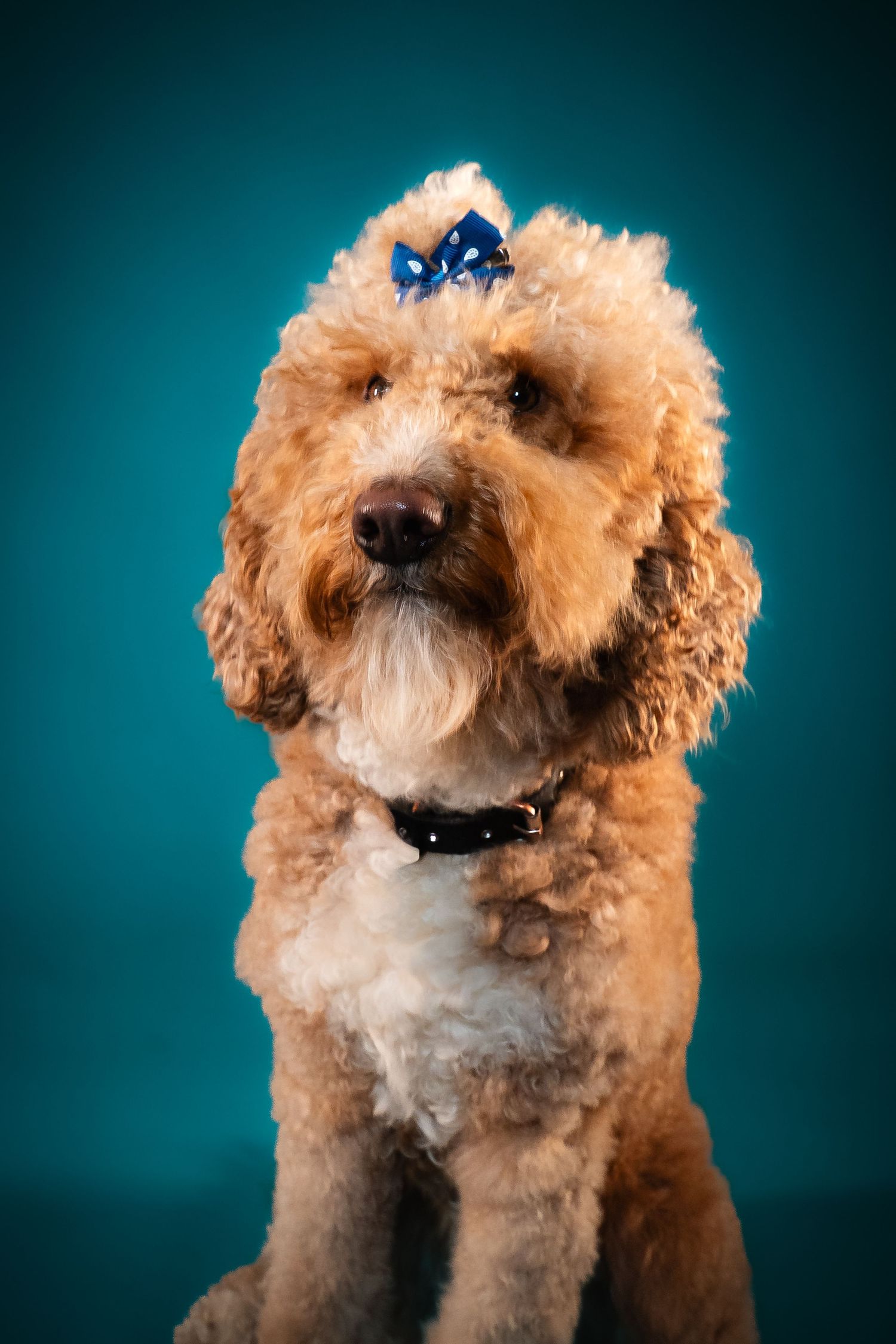 Adorable goldendoodle puppy with fluffy fur poses against a teal blue studio backdrop for a series of portrait photos.