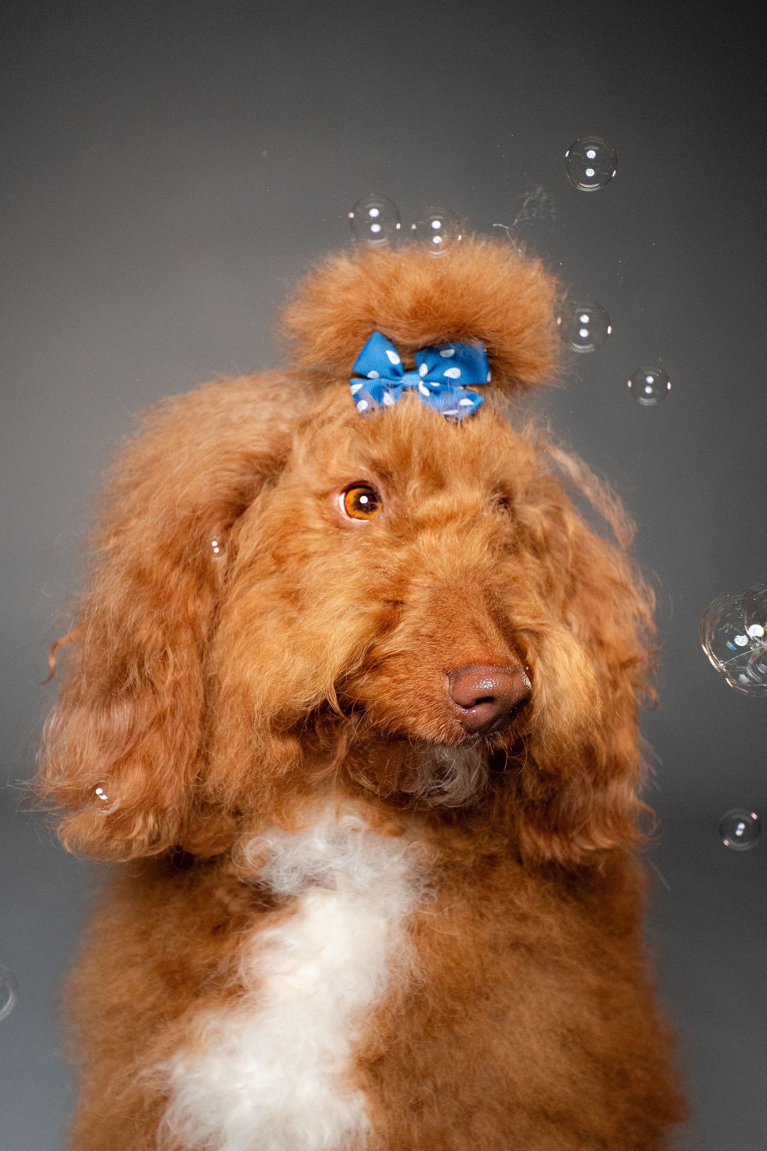 Fluffy red poodle dog with blue bow on head surrounded by soap bubbles against gray background.