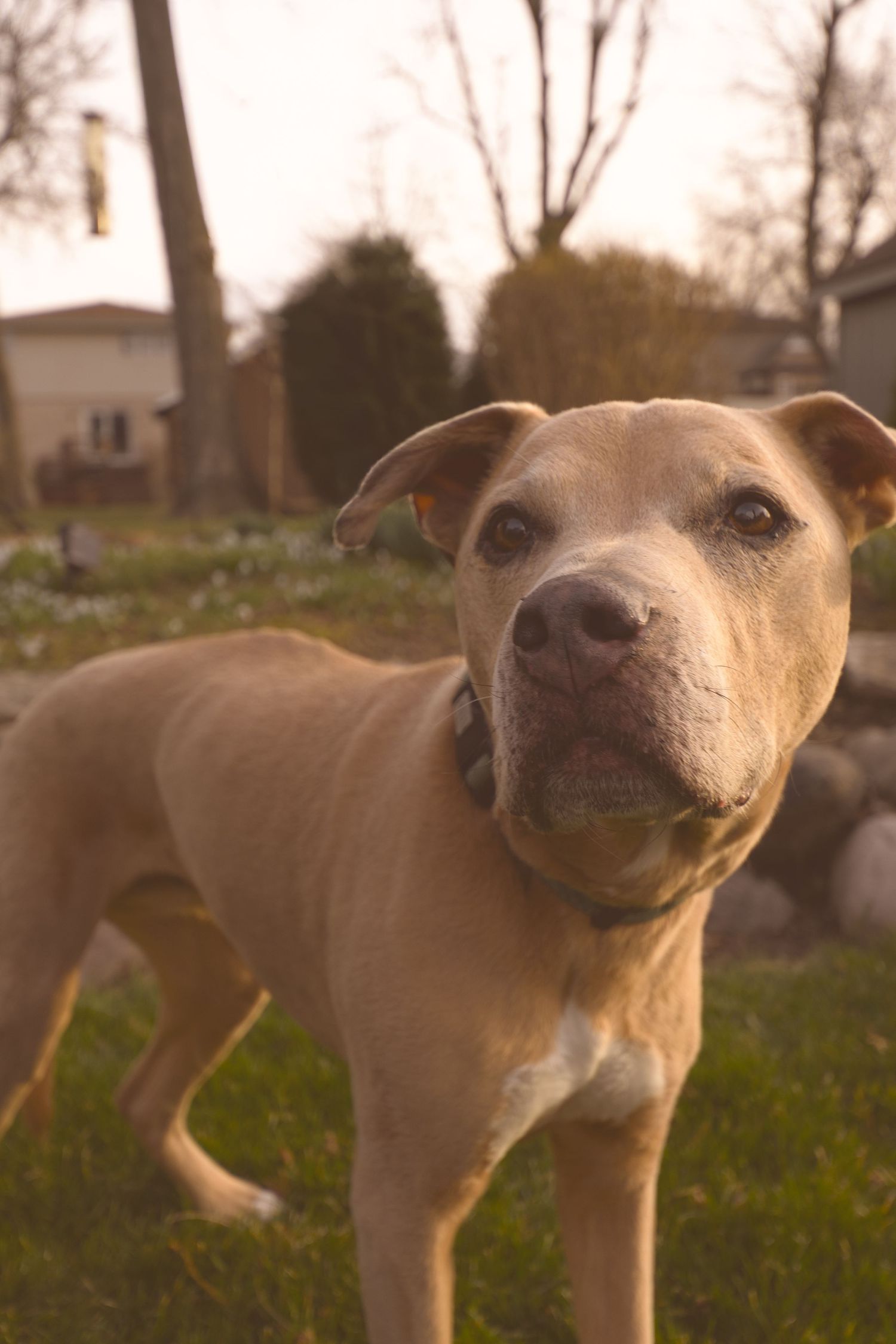 A tan pit bull type dog stands alert in a backyard during golden hour with trees in the background.