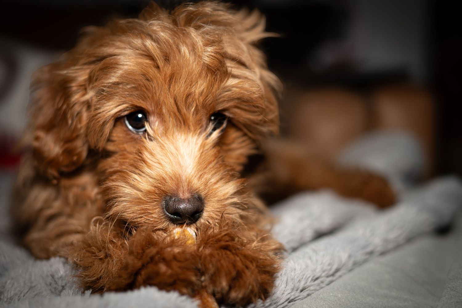 Adorable brown toy poodle puppy resting on a soft gray surface with a sleepy expression.