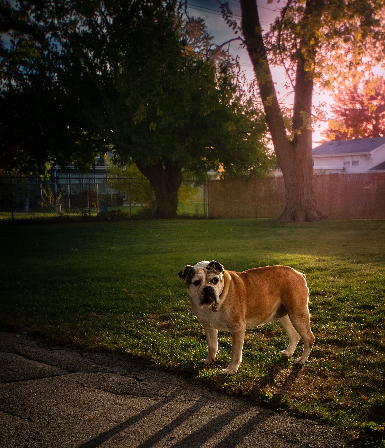 Bulldog walking in a grassy park during sunset with long shadows cast on the ground.