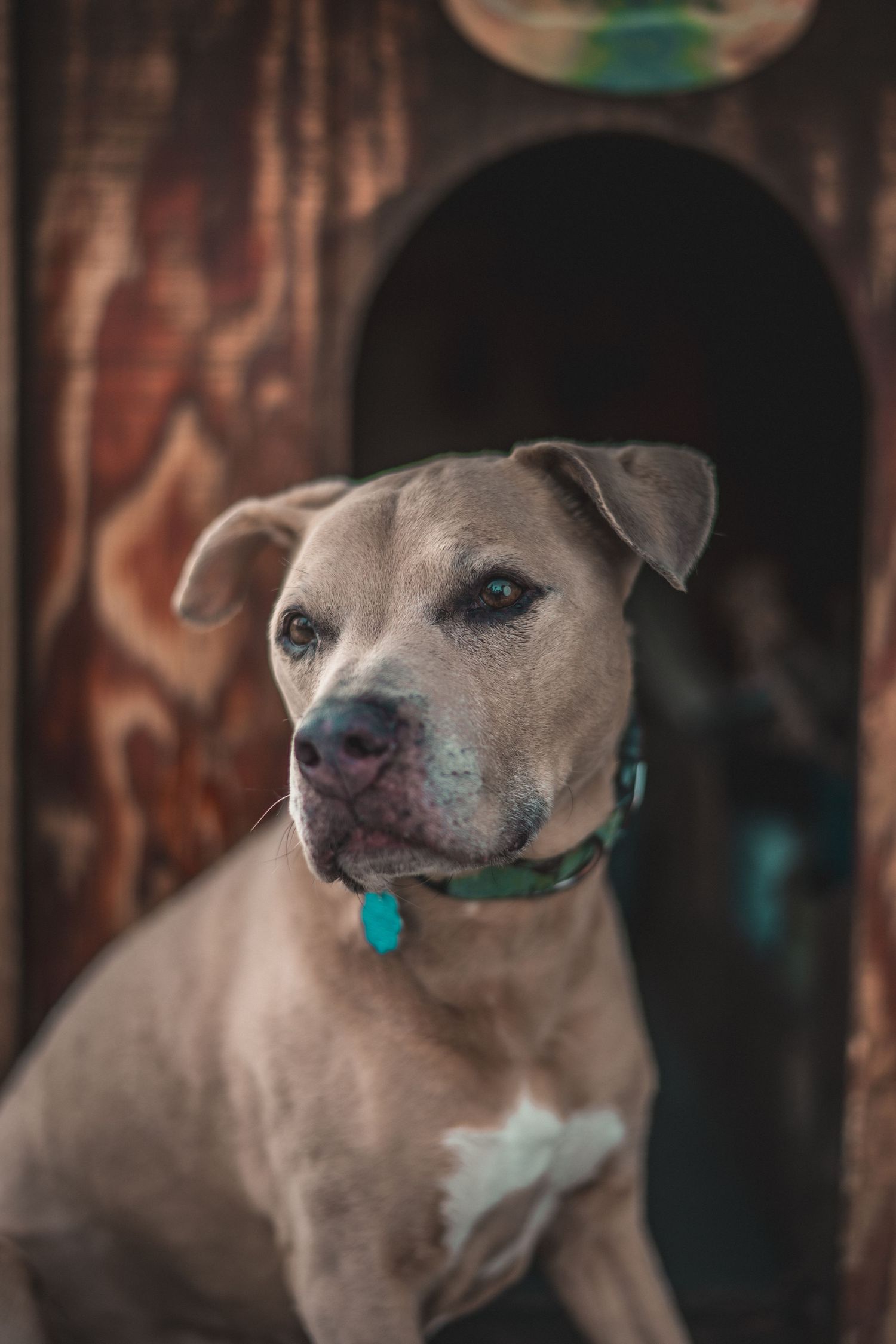 Portrait of a muscular tan pit bull with floppy ears wearing a teal collar against dark background.