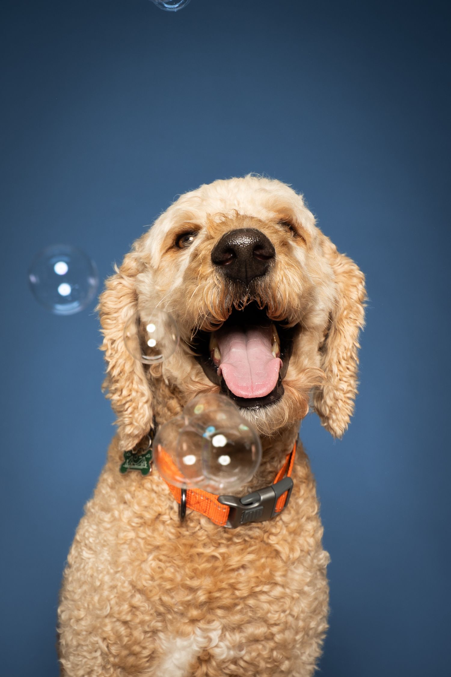 A happy golden Labradoodle with an orange collar sits against a blue background, surrounded by floating soap bubbles.