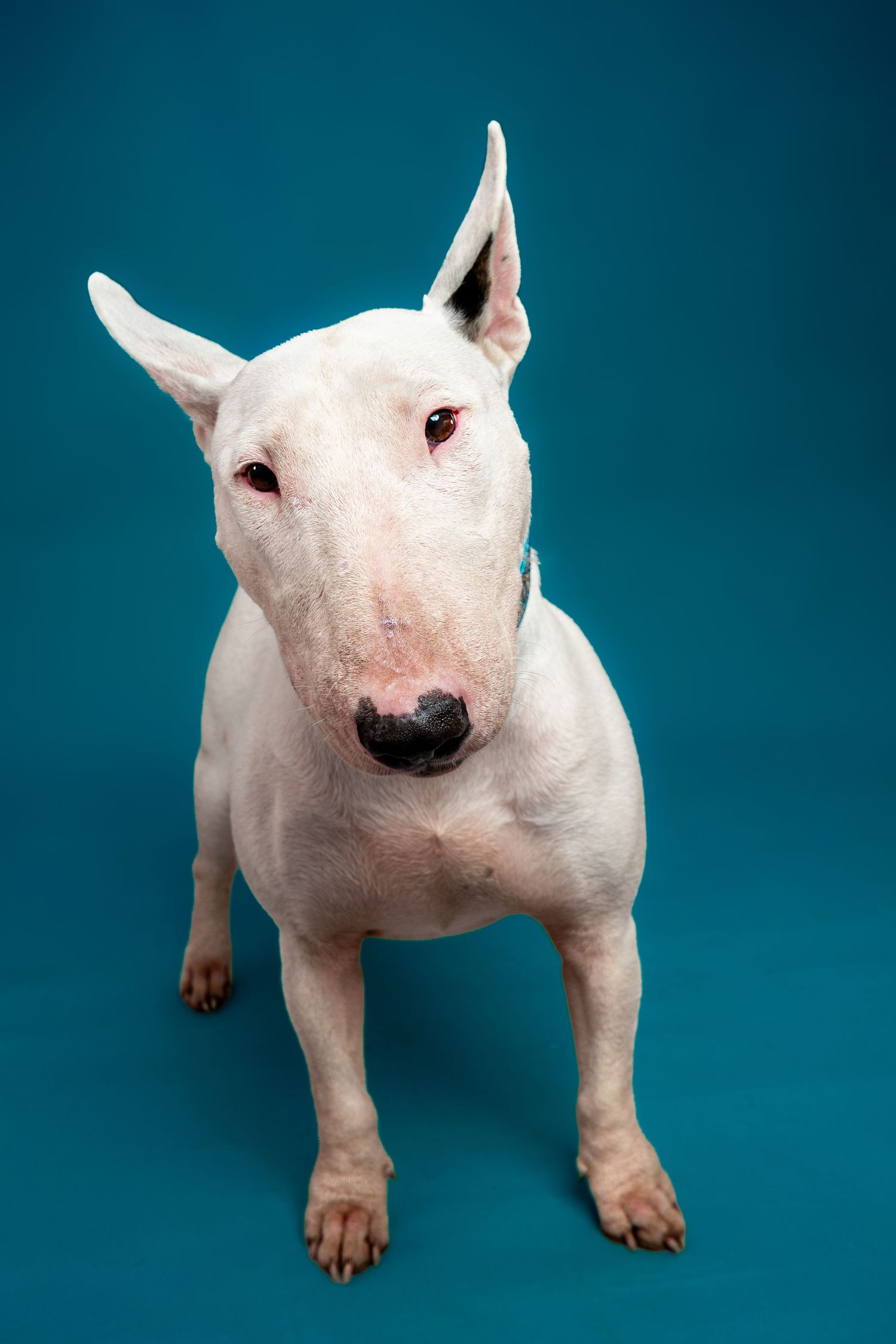 White Bull Terrier dog sitting against a teal blue background, looking directly at camera with alert ears.