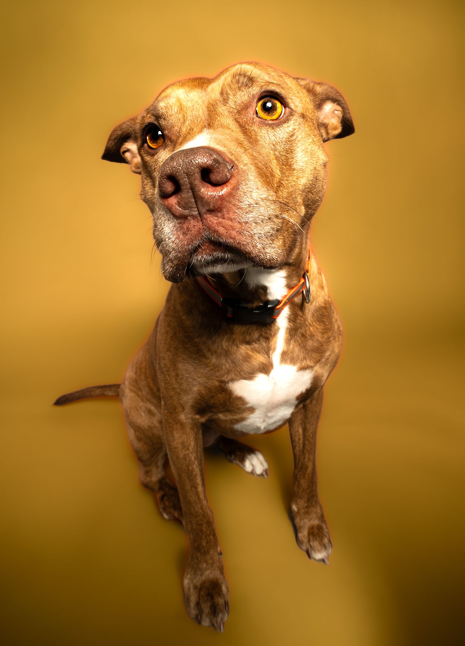 Brown and white pit bull terrier photographed in sequence making playful expressions against golden background.