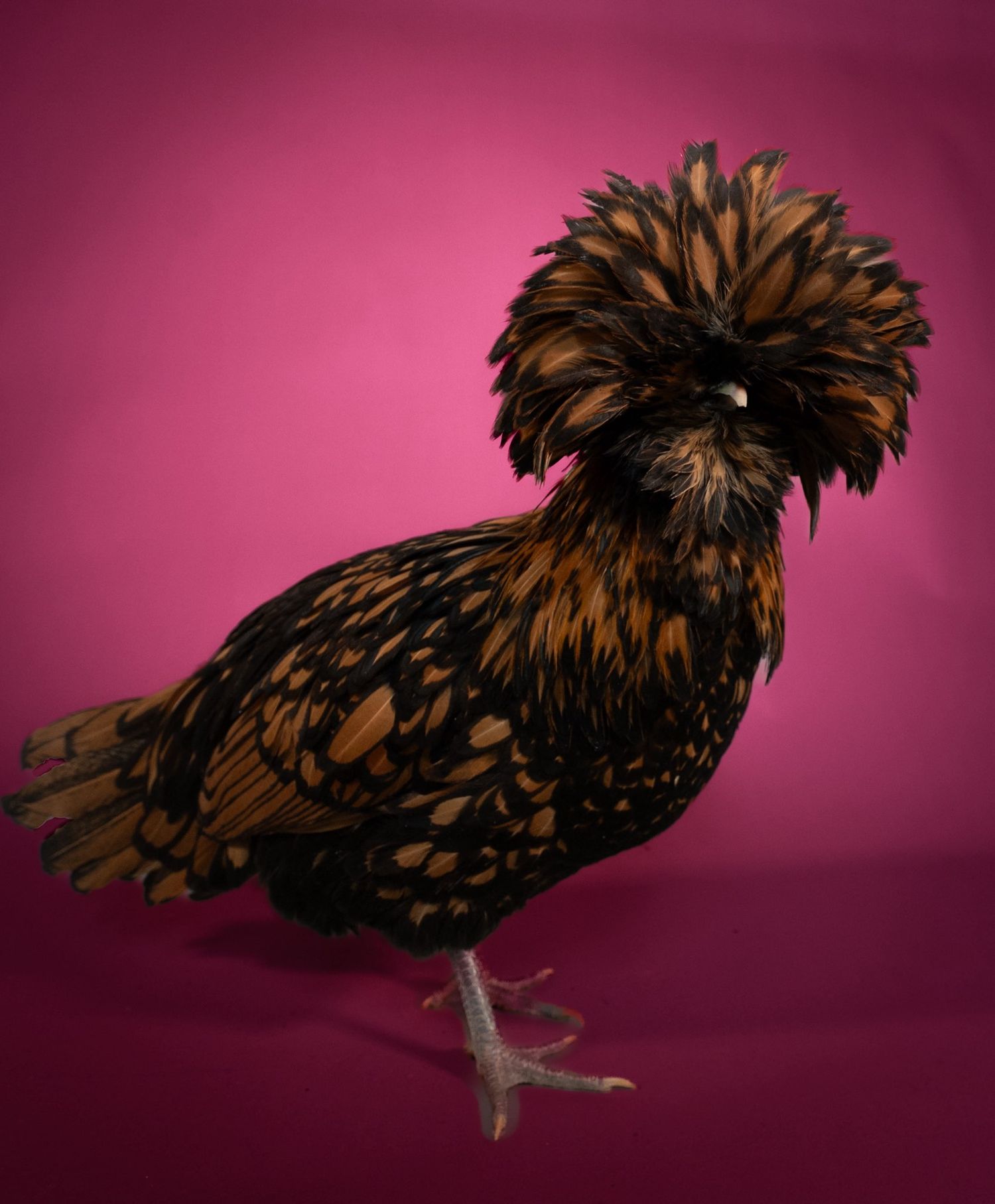 A Polish frizzle chicken with fluffy brown feathers poses against a pink background in a studio setting.