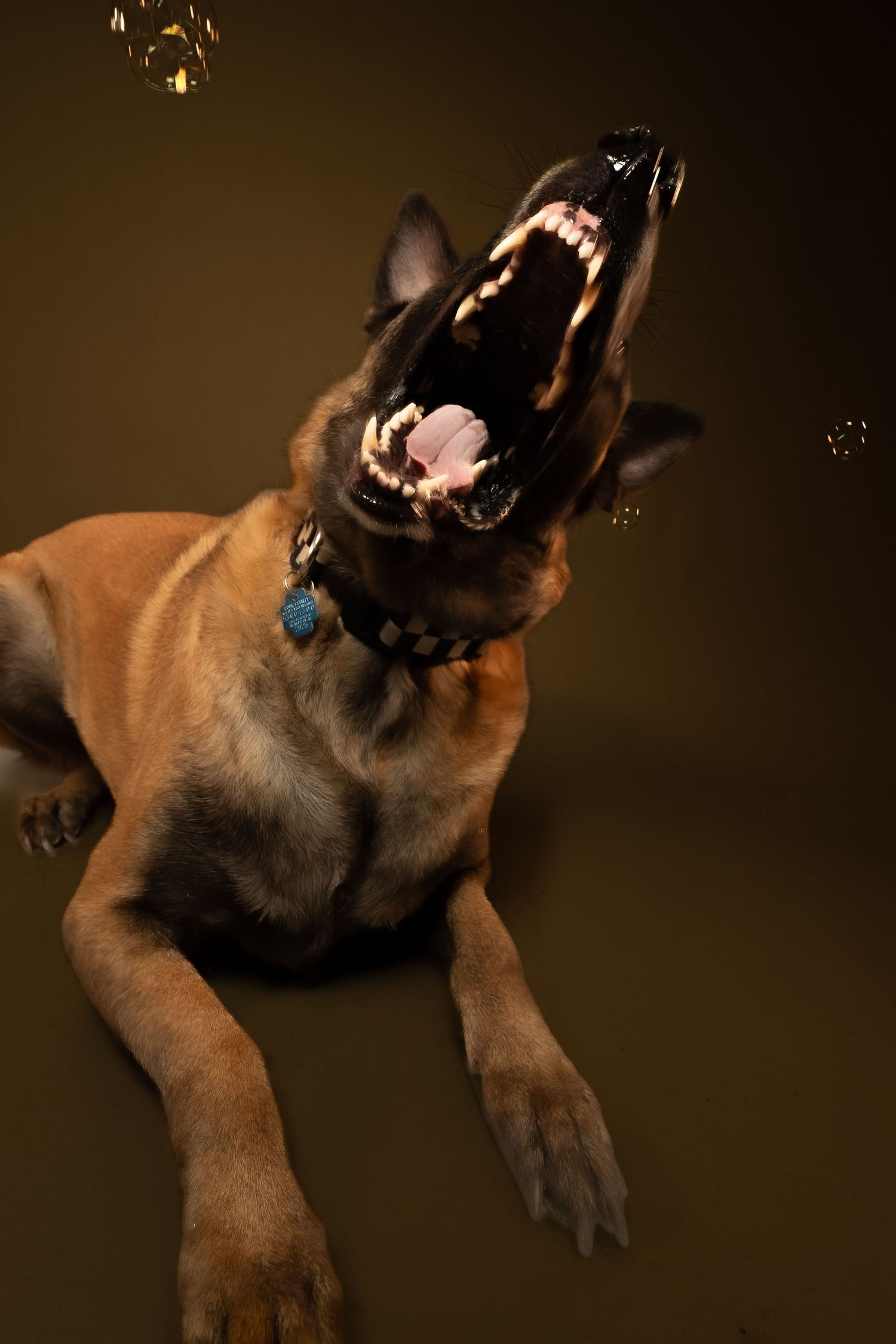 Belgian Malinois dog with brown fur yawning and showing teeth against dark background with floating bubbles.