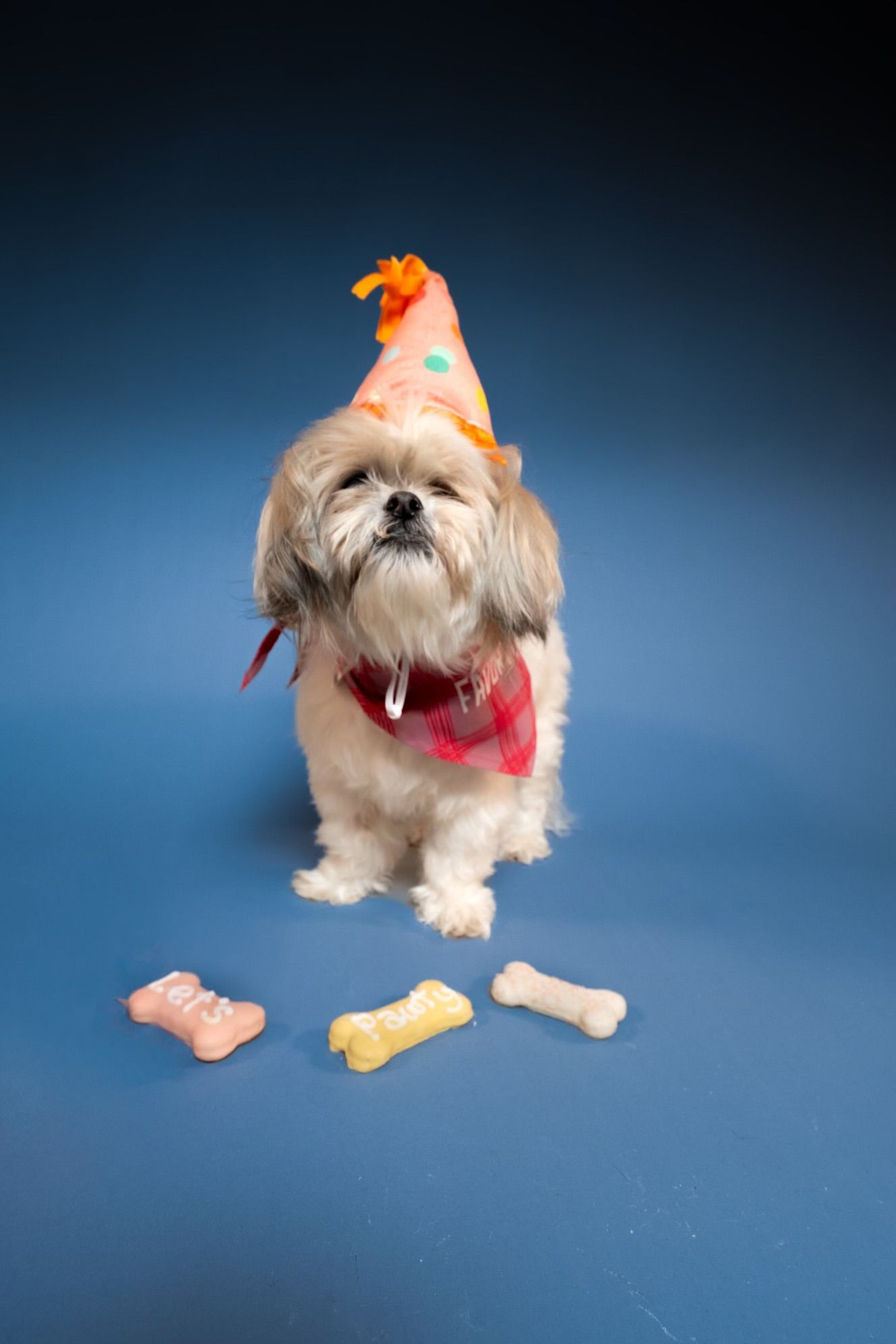 Small white Shih Tzu dog with orange bow poses playfully with colorful bone toys on blue studio background.
