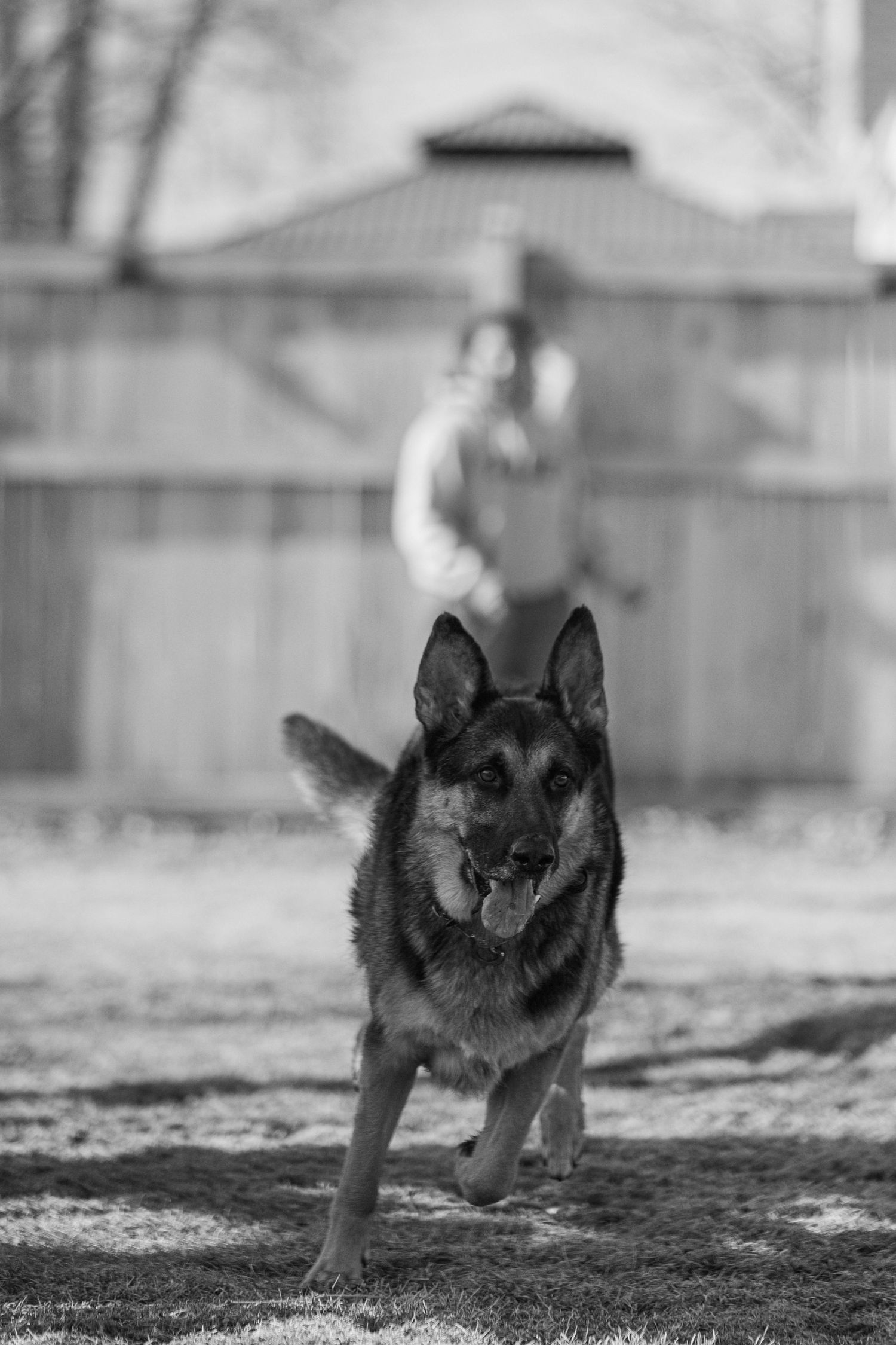 Black and tan German Shepherd puppy running playfully across a snowy yard.
