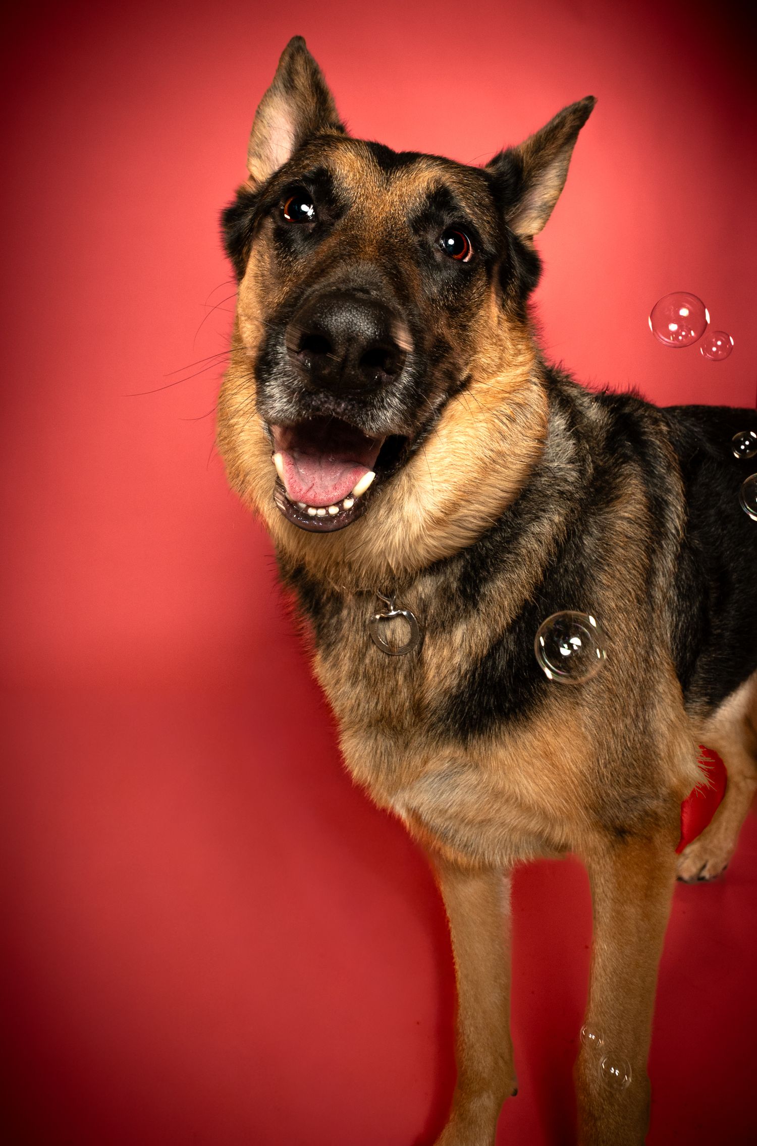 German Shepherd dog poses playfully against a red studio background showing various animated expressions.