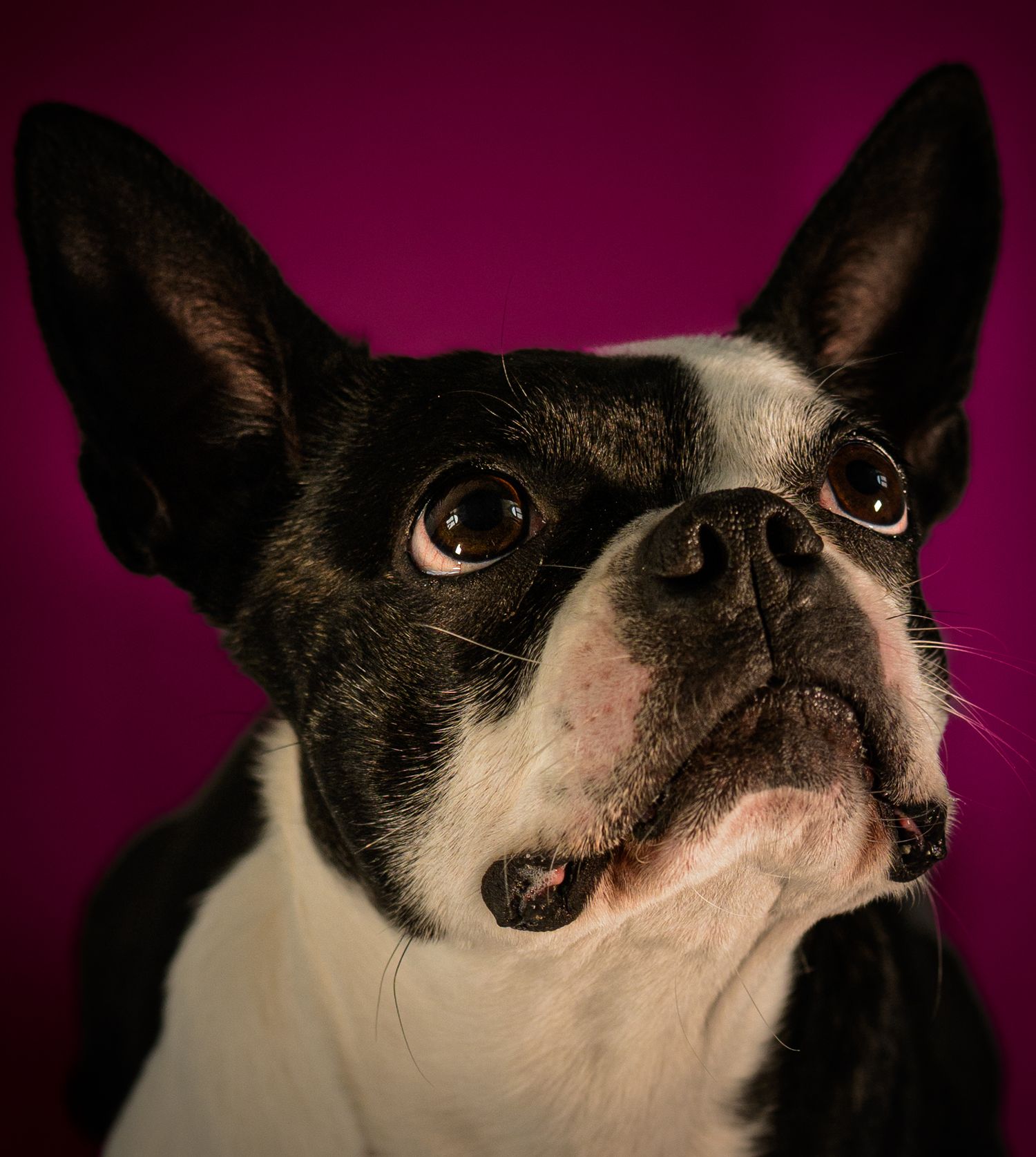 Series of close-up portraits of a black and white Boston Terrier against a purple background.