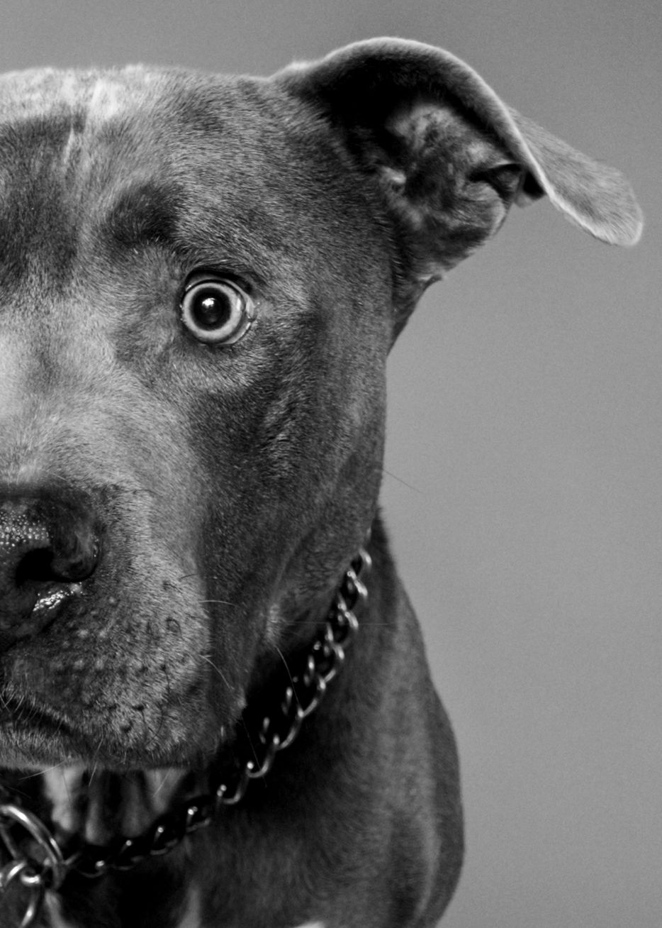 Black and white portrait series showing different angles of a pit bull's expressive face and profile against dark background.