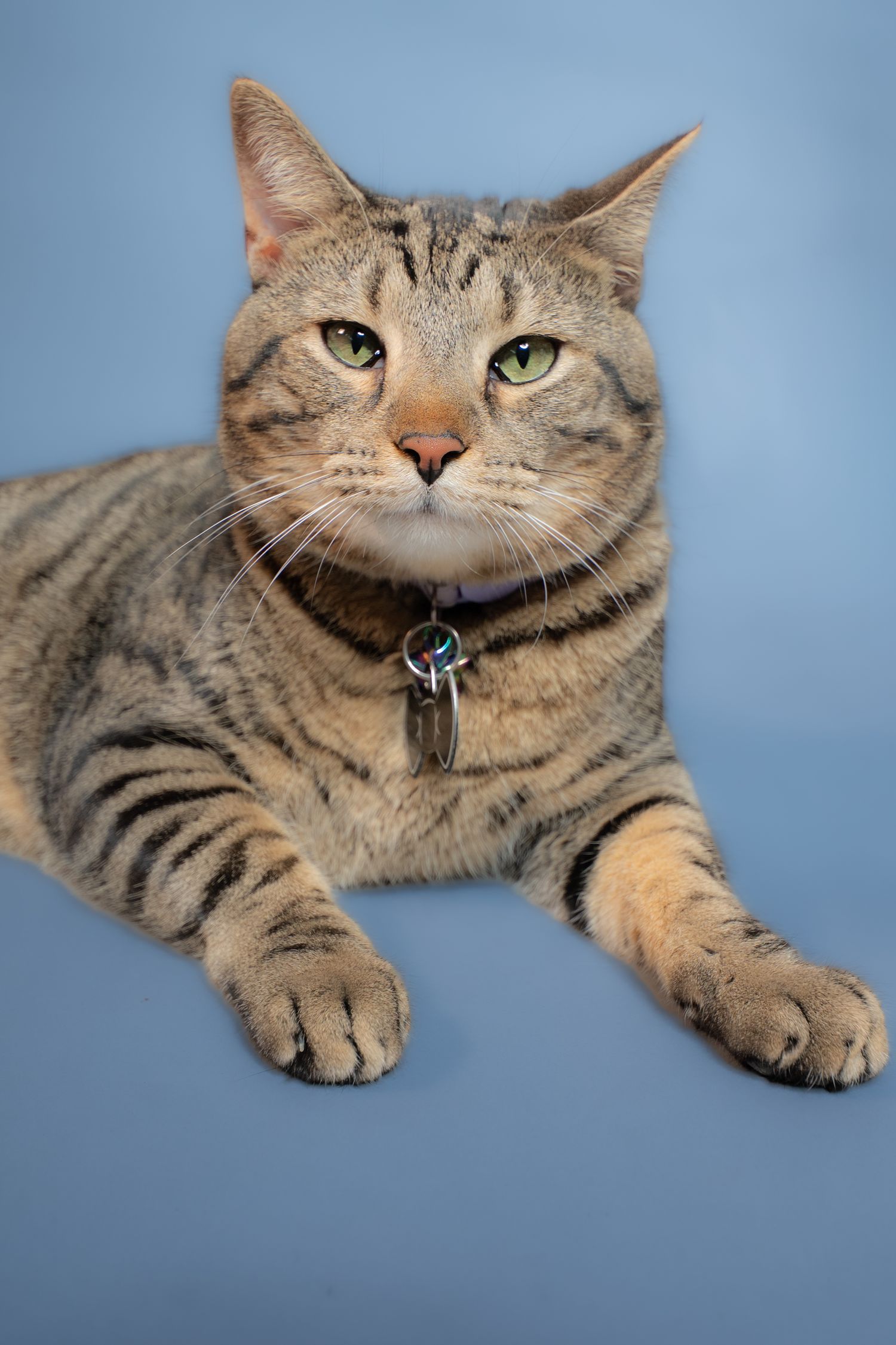 A tabby cat with green eyes and a collar lies on a blue background, looking upward with a regal expression.