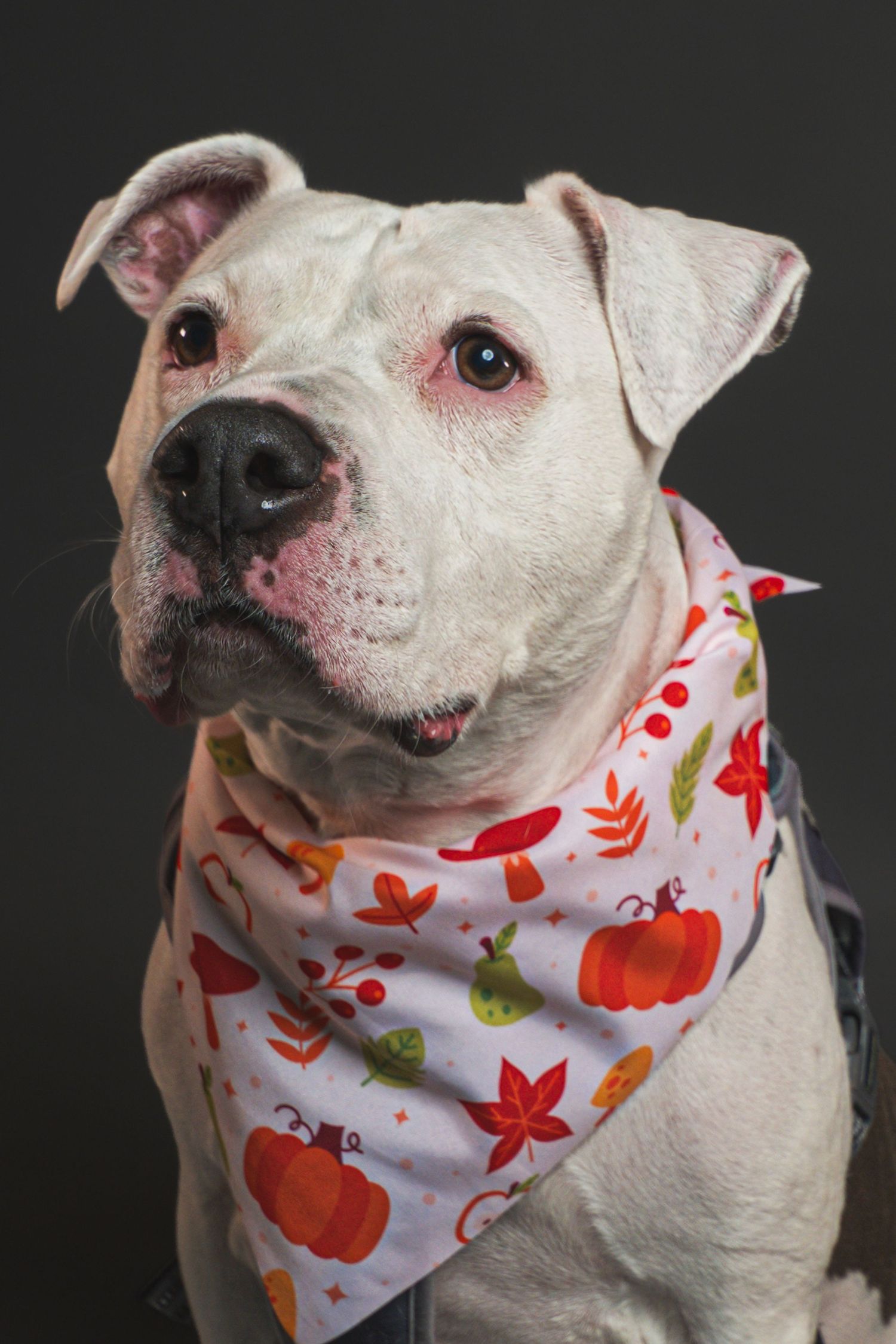 White pit bull type dog with pink-rimmed eyes wearing an autumn bandana with pumpkins, leaves and mushrooms against a dark background.