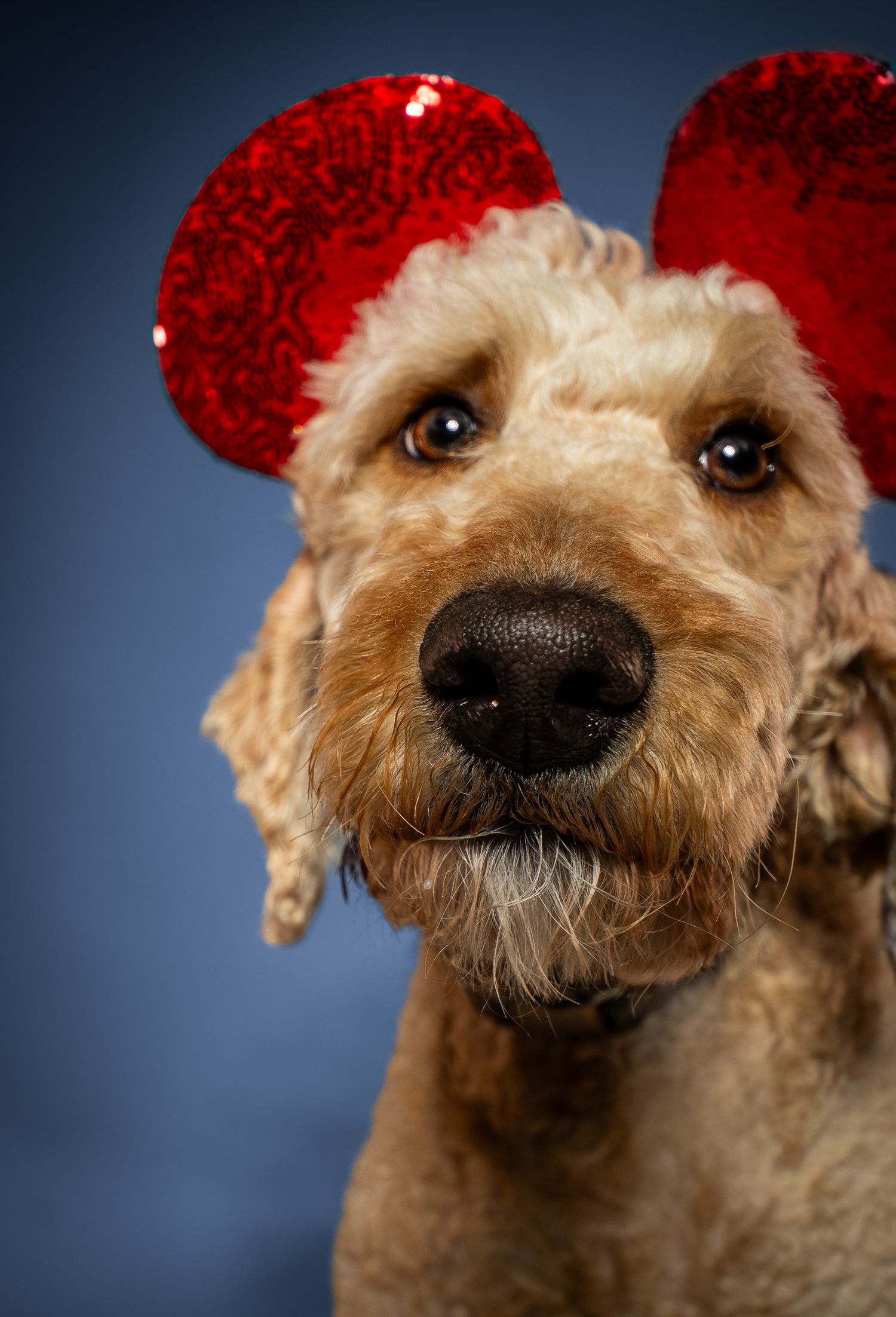 Adorable Airedale Terrier wearing red sparkly Mickey Mouse ears posing against blue background.