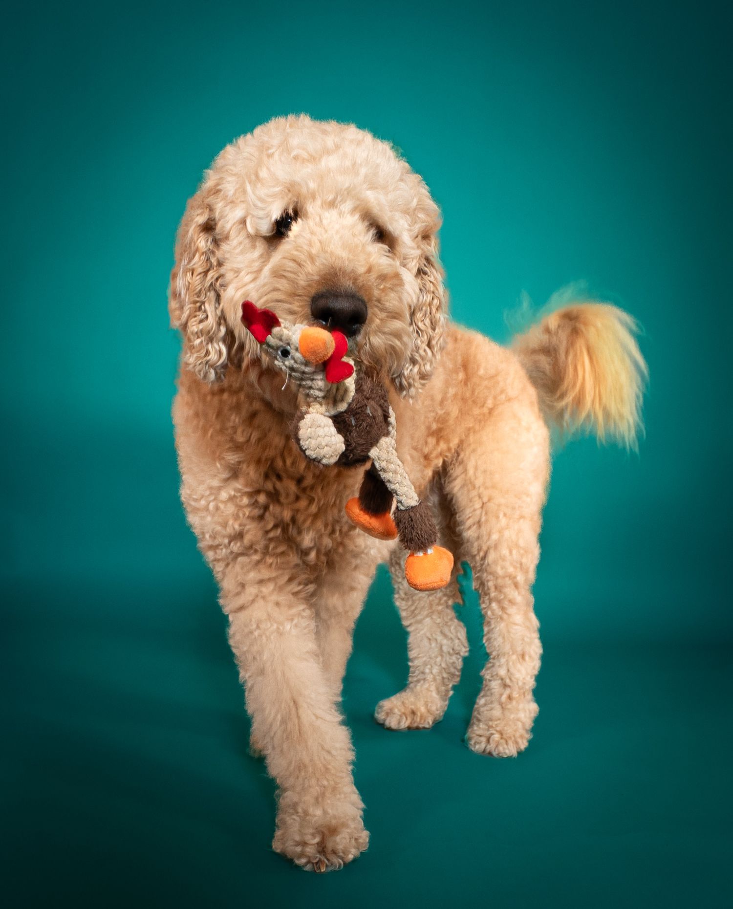 A fluffy goldendoodle dog plays with multiple colorful toys against a teal background in a photo series.