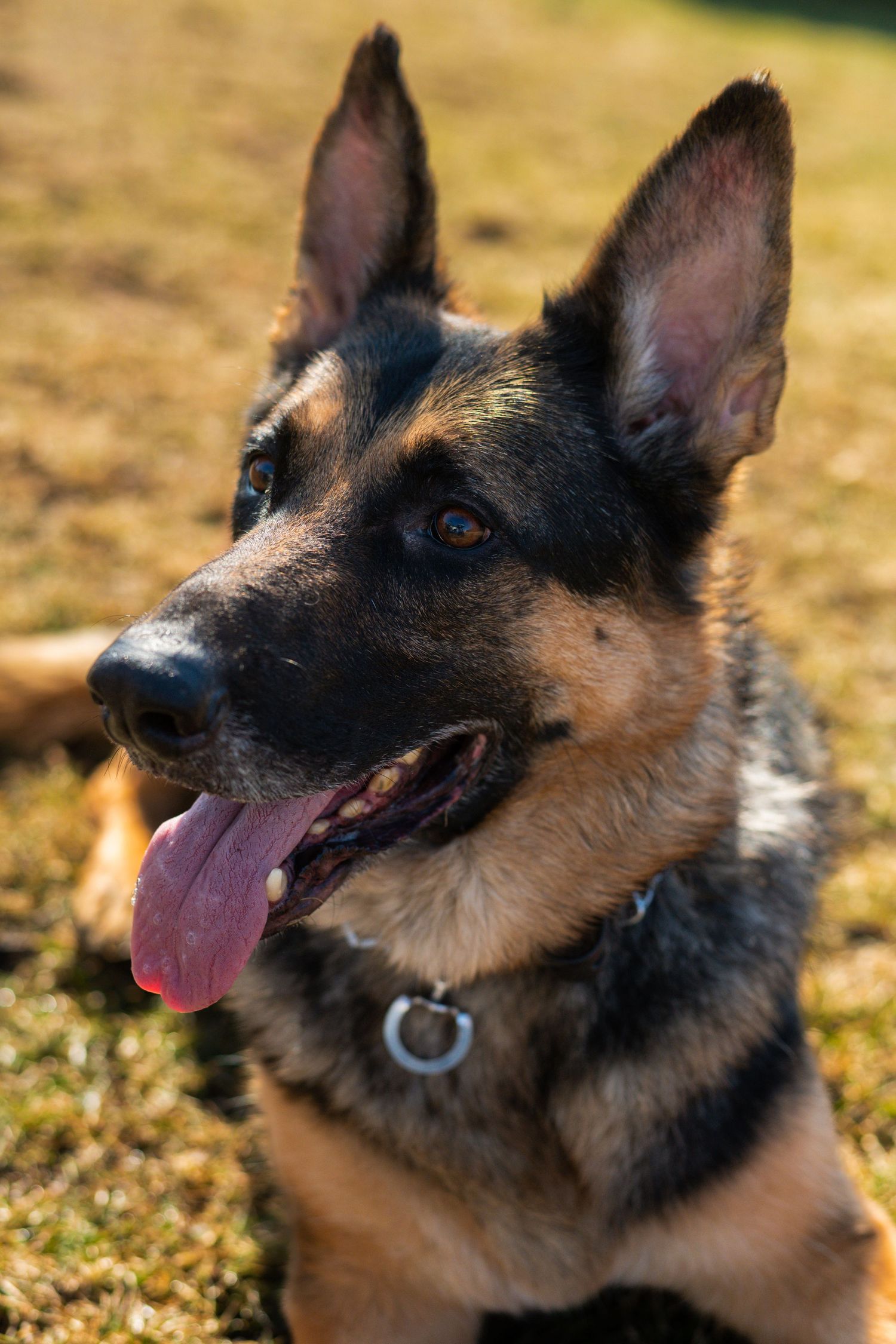 German Shepherd dog looks up attentively with tongue out in warm sunlit outdoor setting.