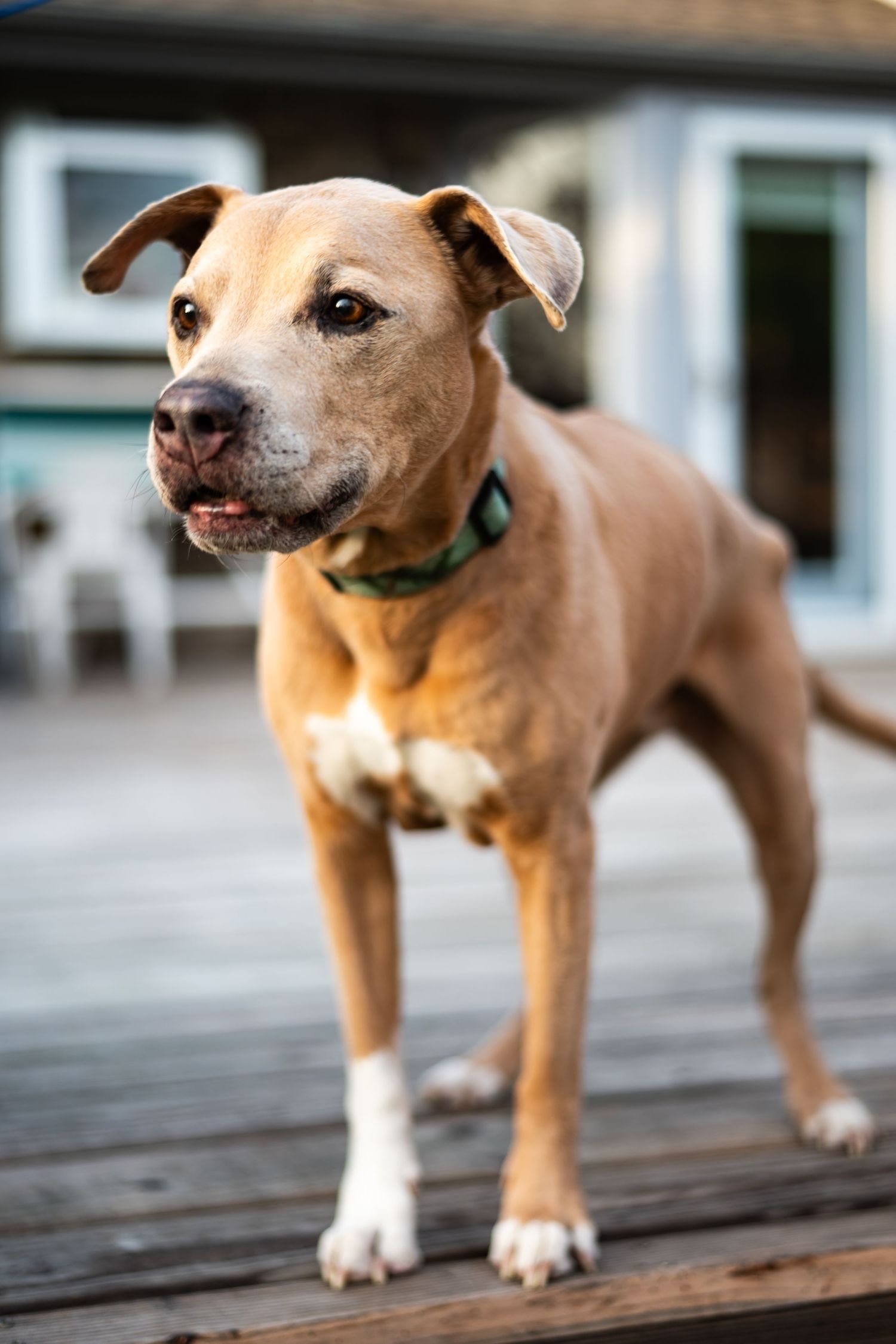 A tan and white dog stands alertly on wooden decking, shown from different angles in a series of photos.