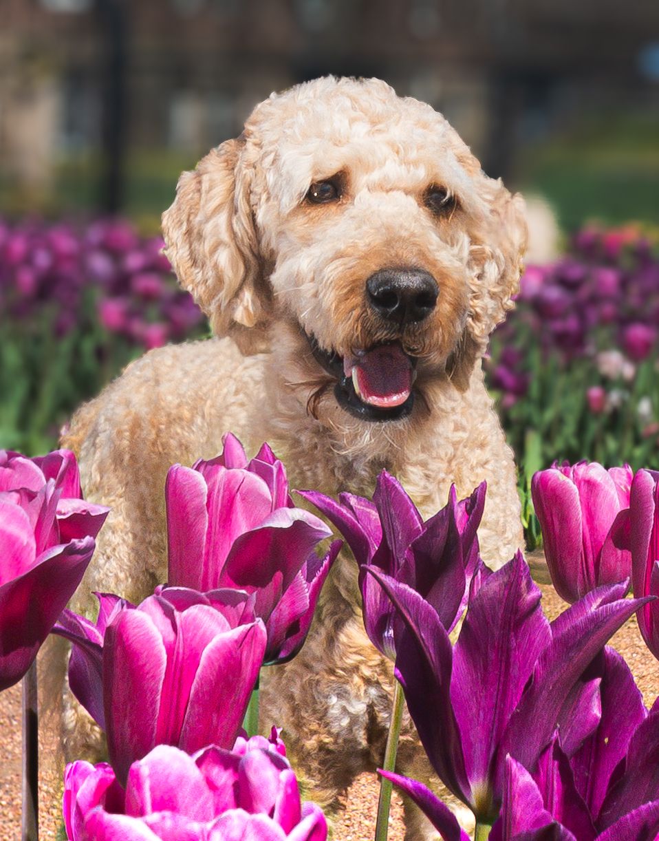 A fluffy golden Labradoodle dog sits happily among vibrant purple tulips in a sunny spring garden.