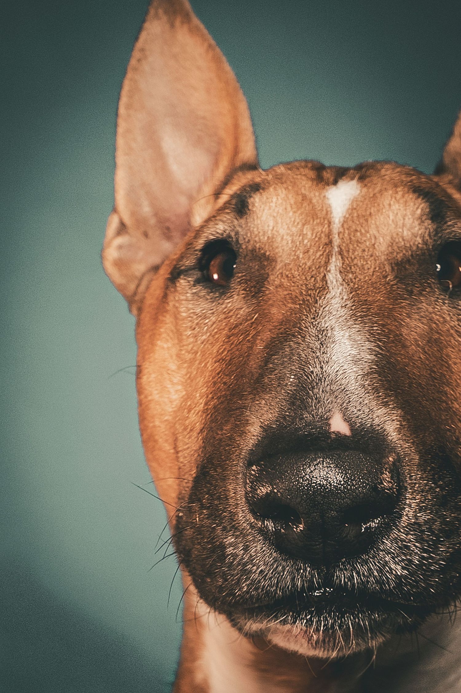 Close-up portrait of a red and white Bull Terrier with erect ears and a dark nose, shown against a teal studio background.