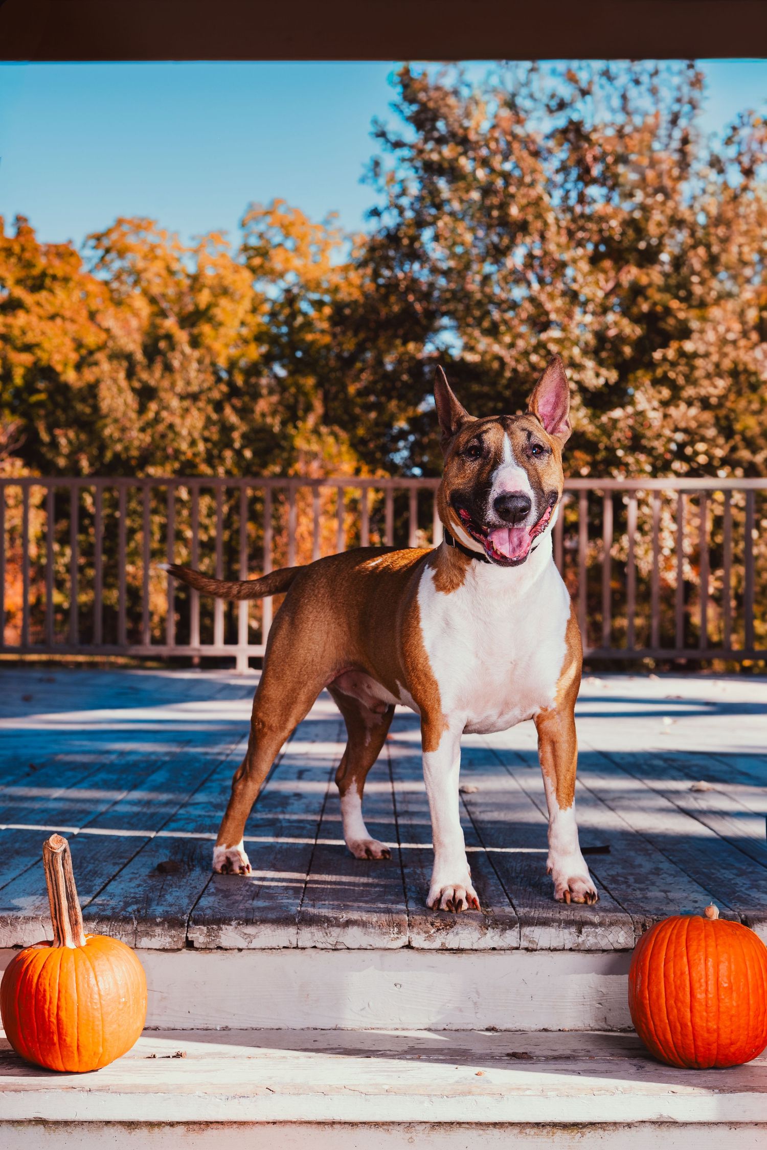 A brown and white bull terrier stands smiling on a wooden porch beside two orange pumpkins, with colorful autumn trees behind.