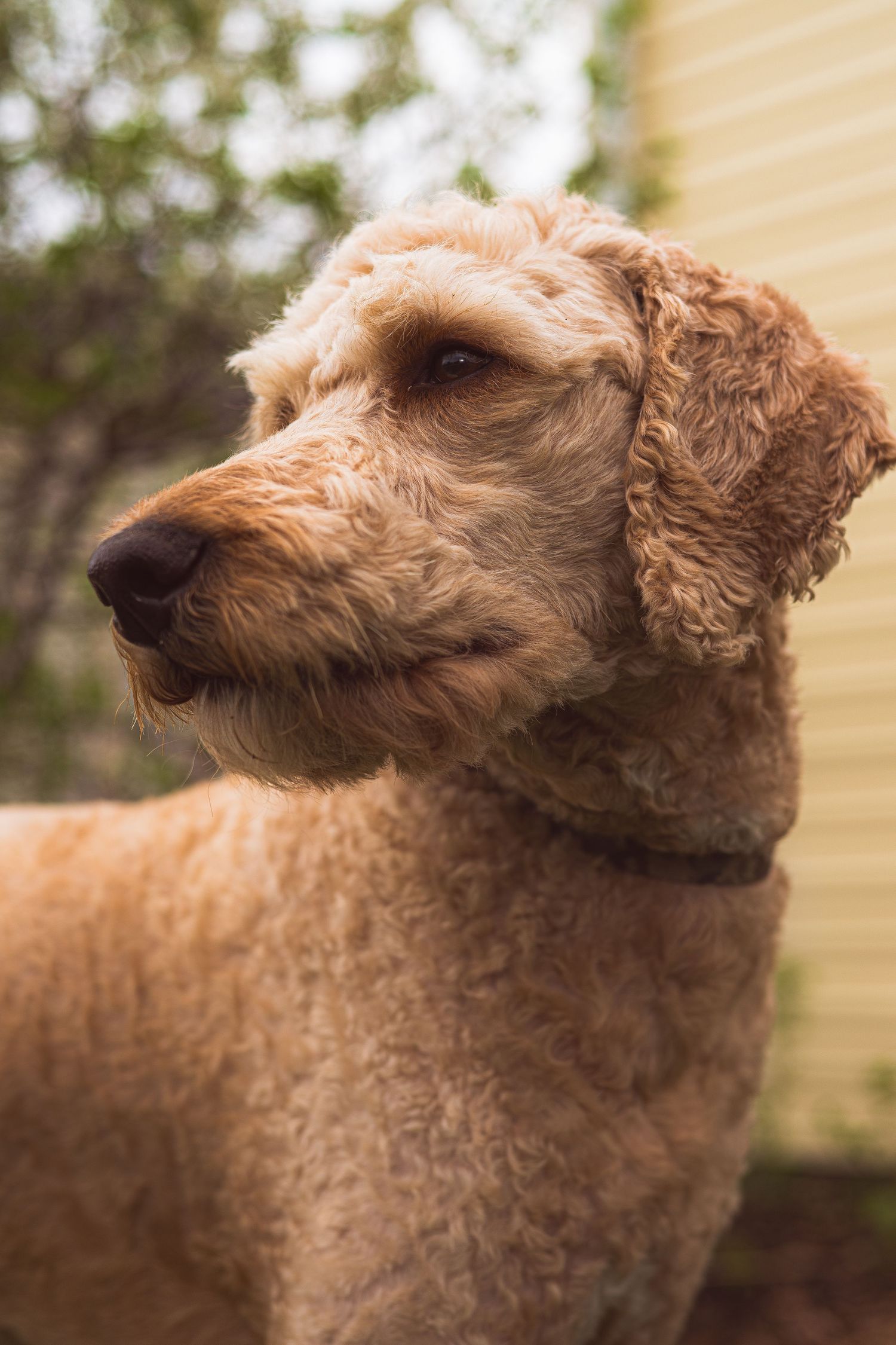 A fluffy golden Labradoodle dog standing outdoors with curly fur, floppy ears, and a dark nose.