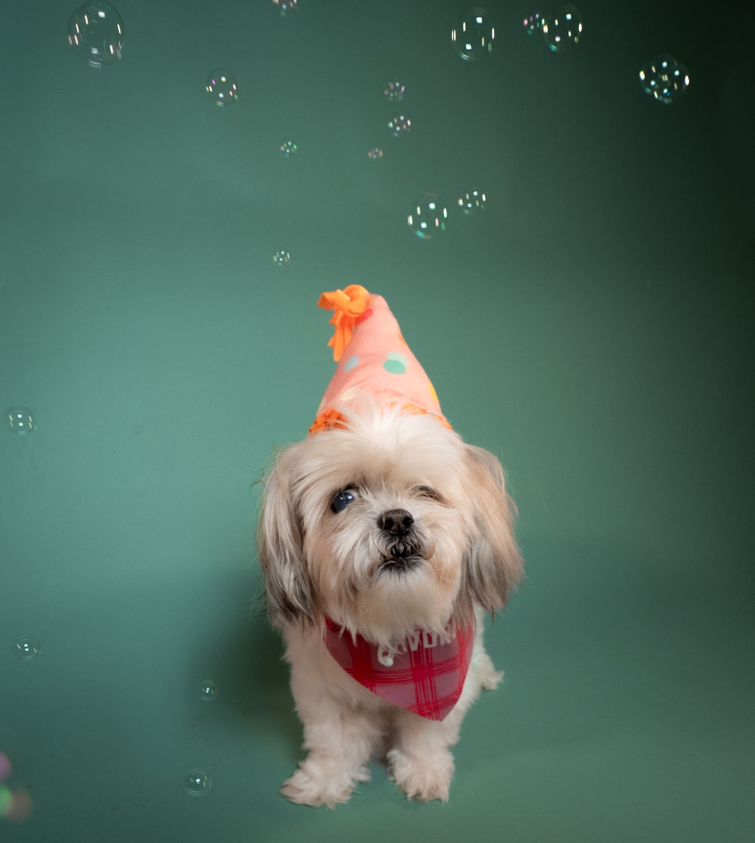 Small white Maltese dog wearing a pink bow plays with floating bubbles against a teal studio backdrop.