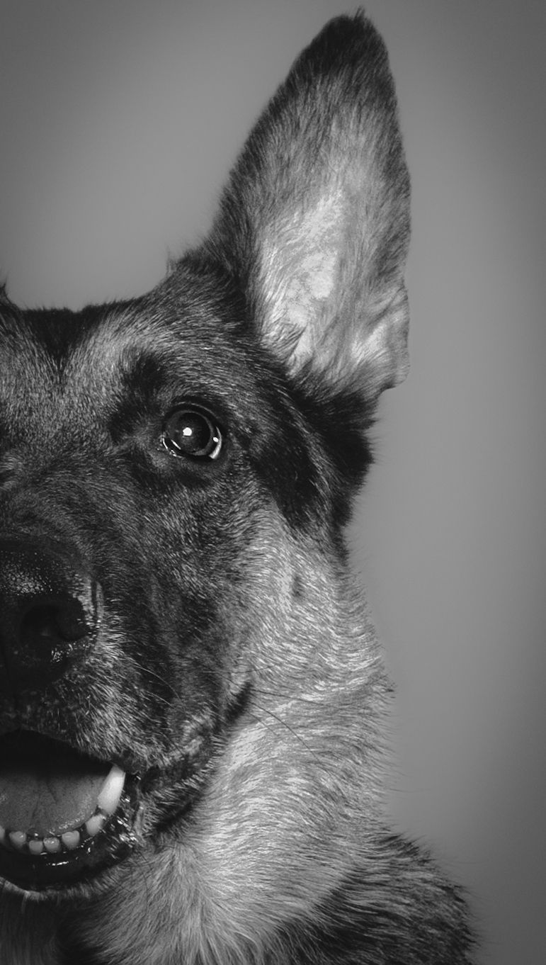 Close-up black and white portrait of a German Shepherd dog showing half its face with one perked ear and bright eye.
