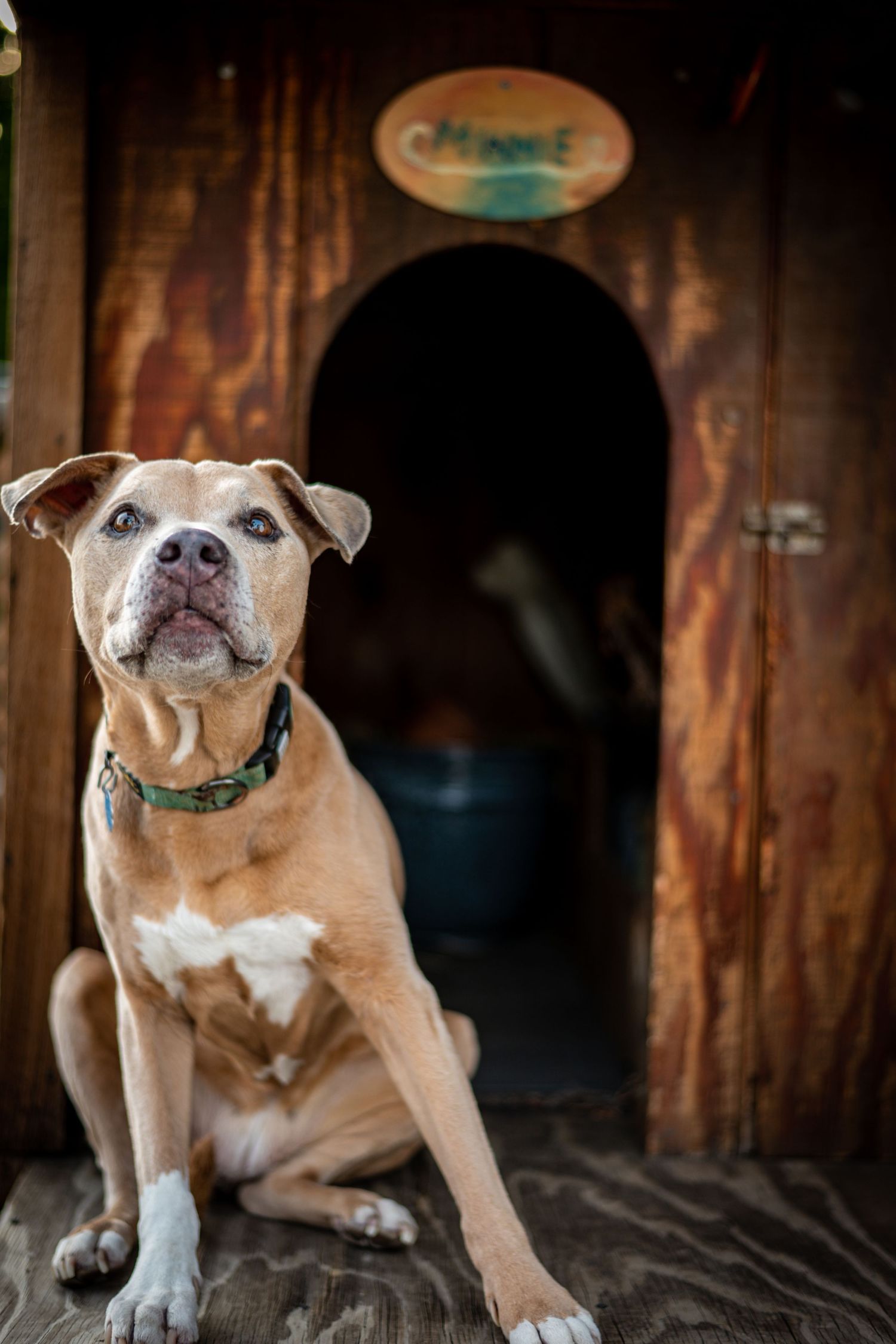 Tan pit bull mix dog with white chest sitting alertly in front of rustic wooden doorway with green sign above.