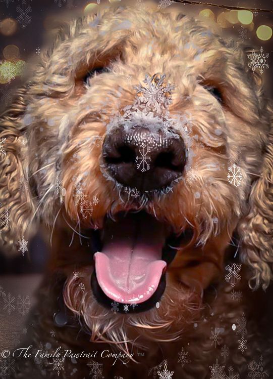 Close-up sequence of a fluffy brown goldendoodle dog's nose and mouth with overlaid snowflake graphics.