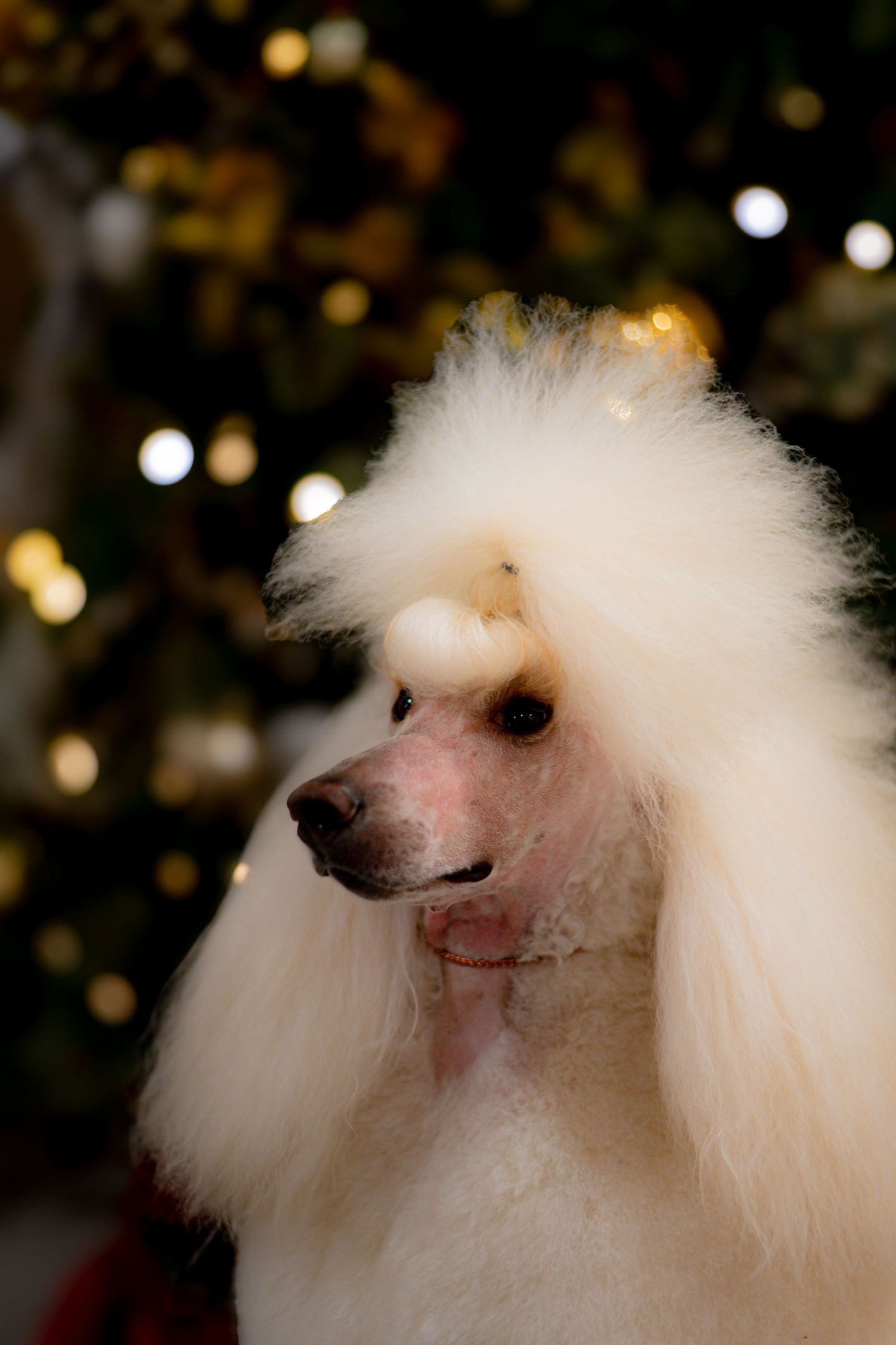 A white poodle with fluffy fur shown in a sequence of close-up profile shots against a dark bokeh background.