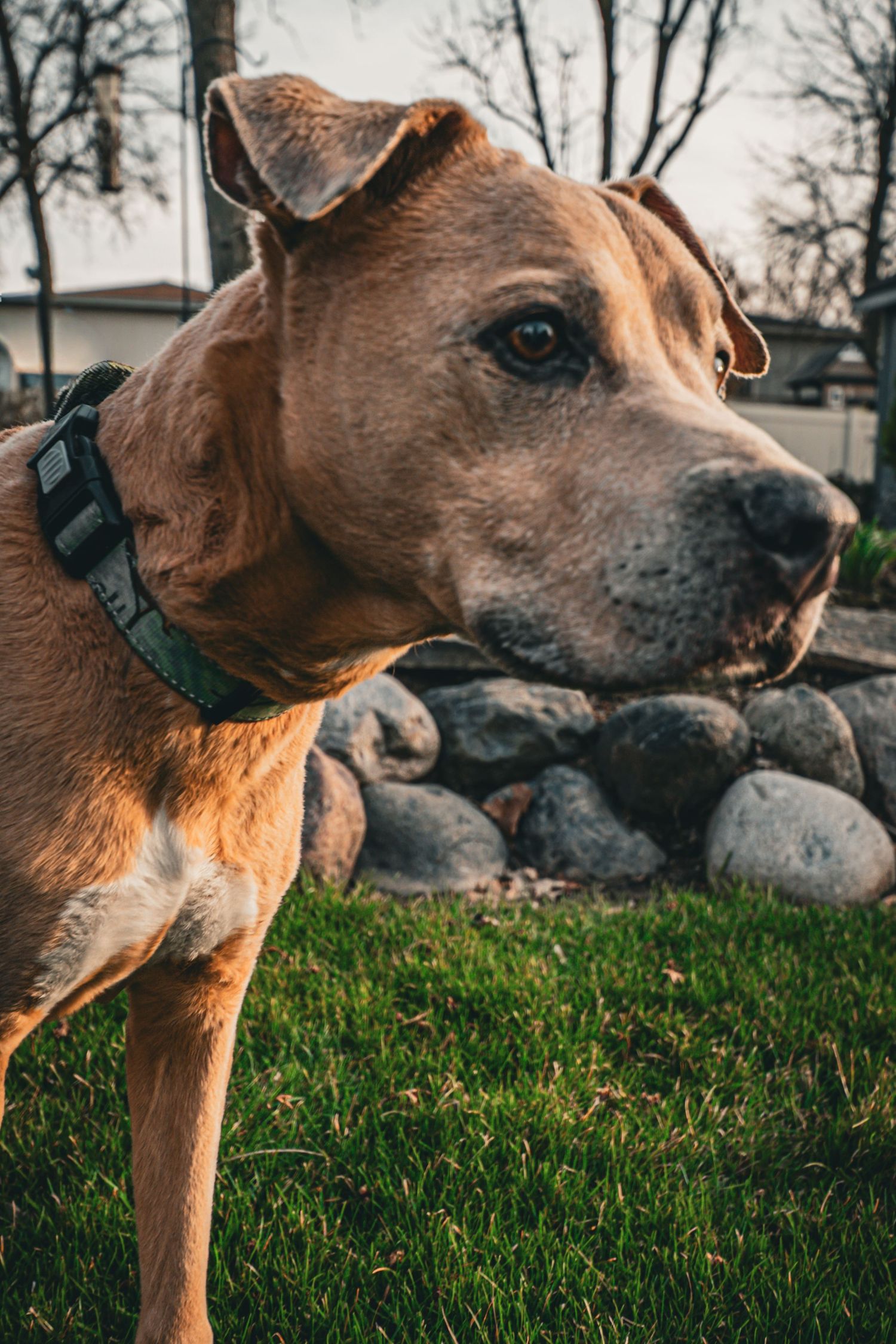 Close-up profile views of a brown dog with a black collar looking to the side against a grassy outdoor background.