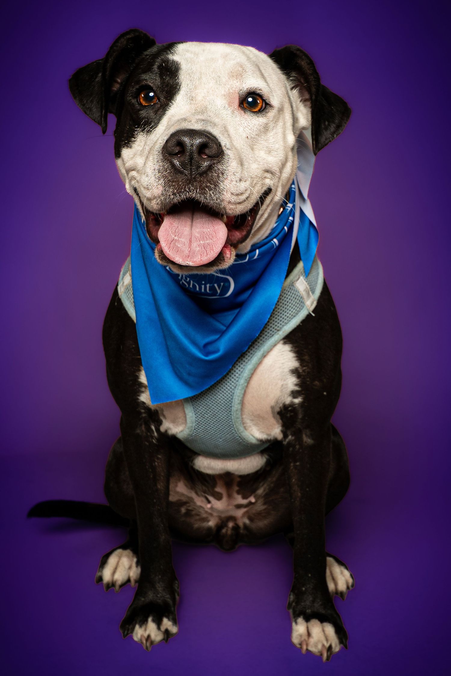 Happy black and white pit bull type dog wearing a blue bandana and harness sits with tongue out against a vibrant purple studio background.