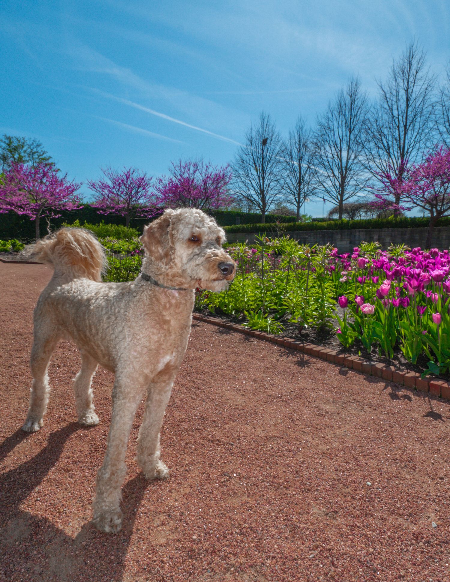 A fluffy cream-colored dog stands in a vibrant spring garden with pink tulips and blooming redbud trees under a blue sky.