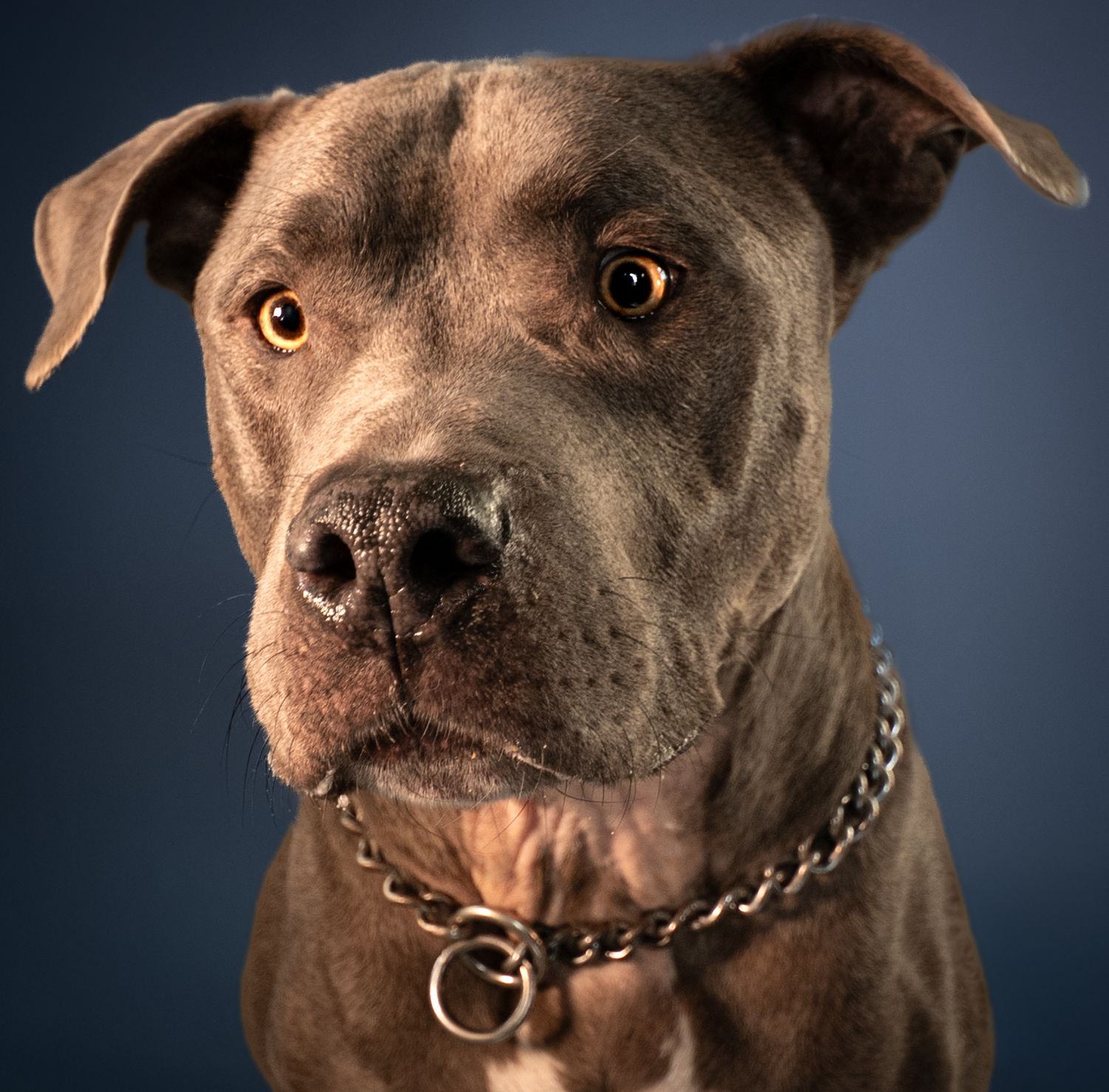Close-up portraits of a dark gray pit bull with expressive eyes and chain collar against a dark background.