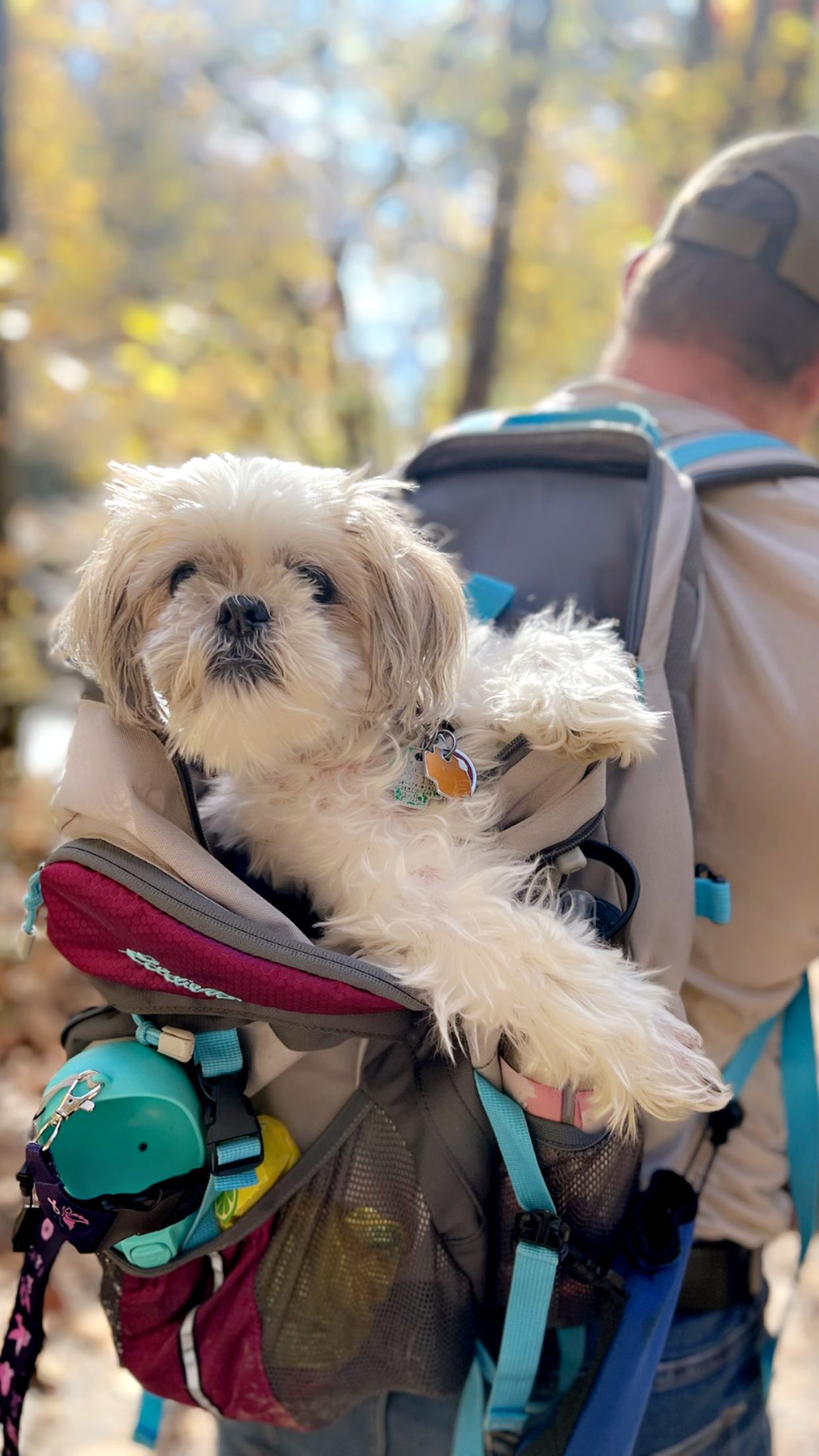 White fluffy dog riding in hiking backpack carrier during outdoor adventure.