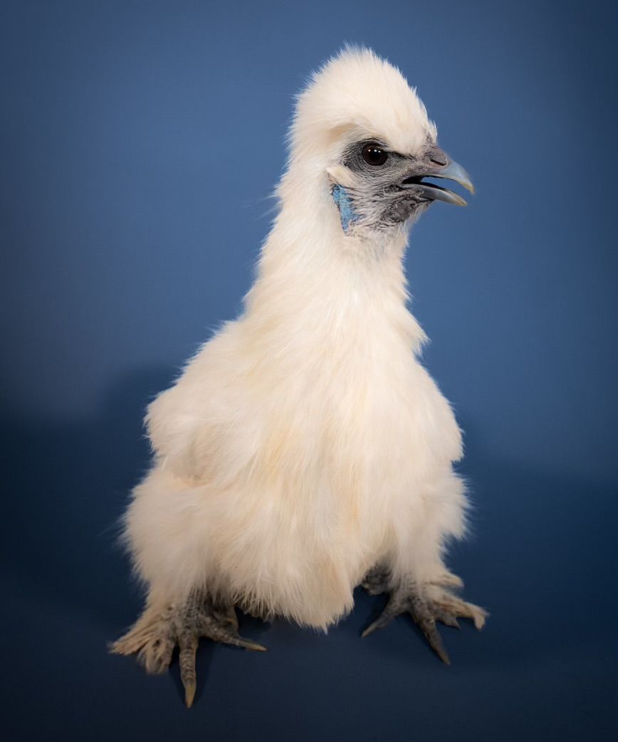 A fluffy white silkie chicken with black beak photographed against a dark blue studio background.